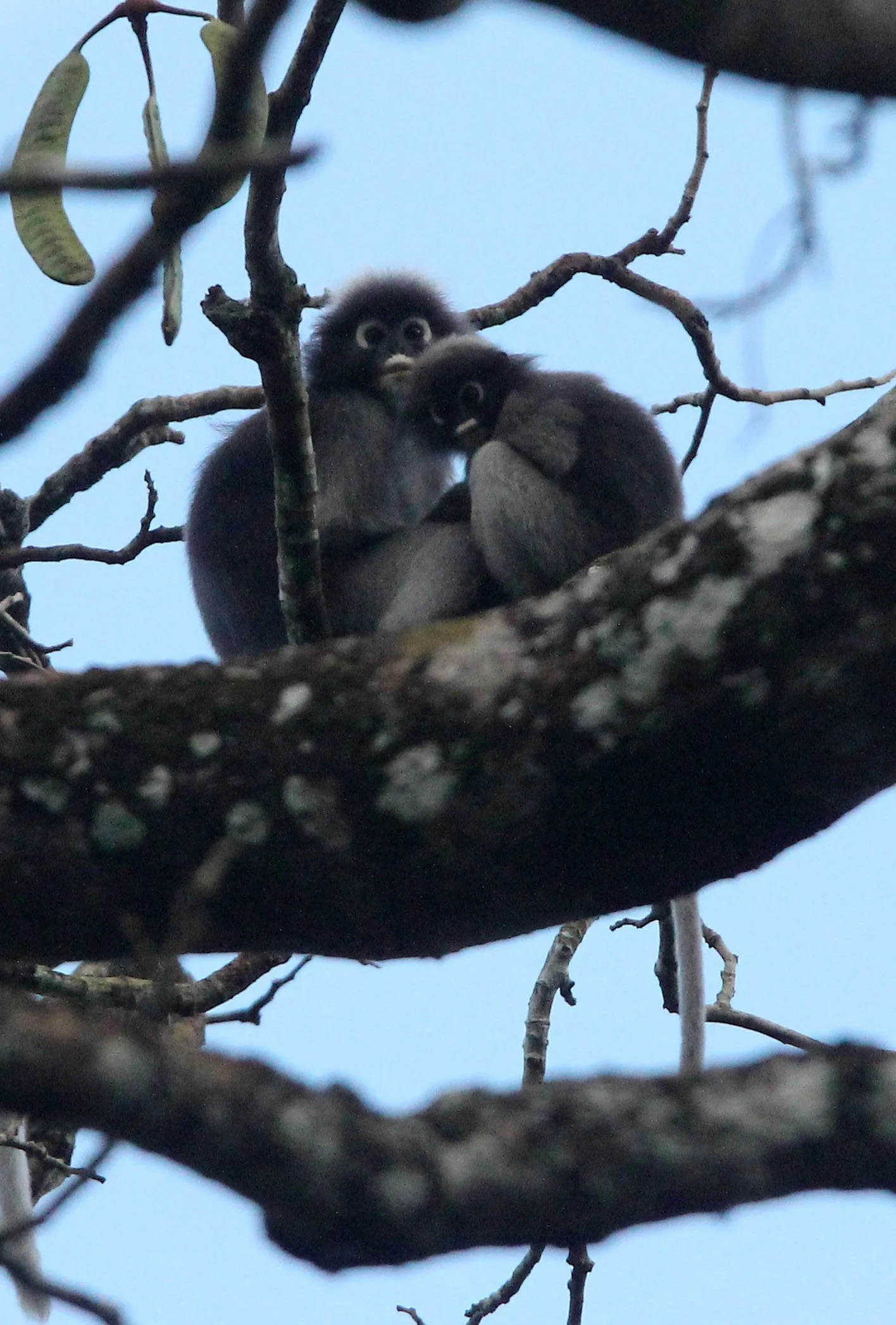 CERCOPITHECIDAE - Trachypithecus obscurus flavicauda - BLOND-TAILED (DUSKY) LANGUR - KAENG KRACHAN NP THAILAND (5).JPG
