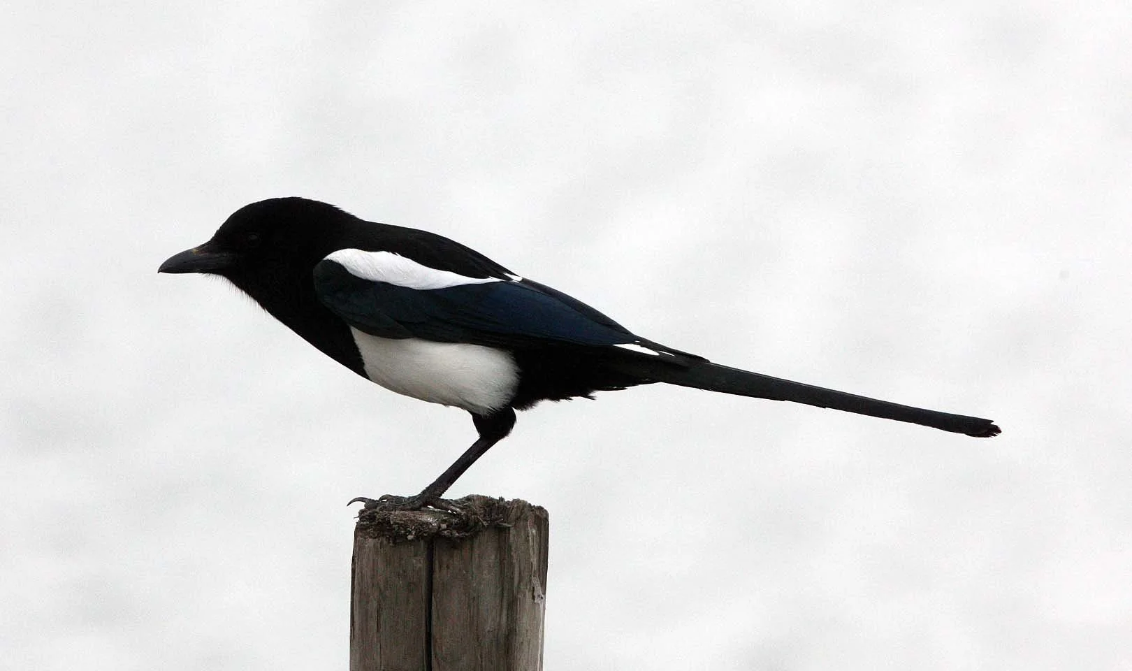 BIRD - MAGPIE - COMMON BLACK-BILLED MAGPIE- YANCHENG CHINA (2).JPG