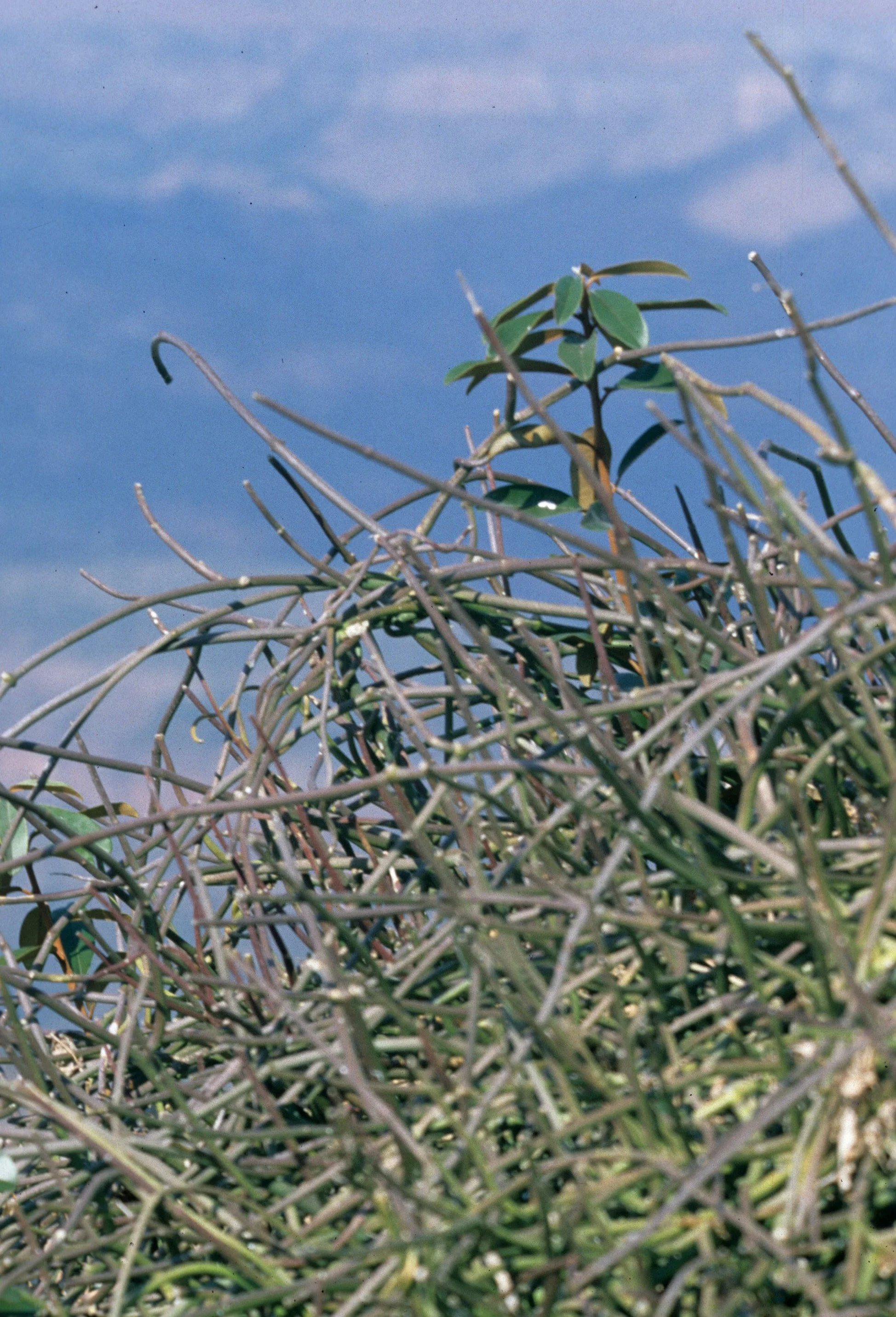 RSA - PLANT A.jpg