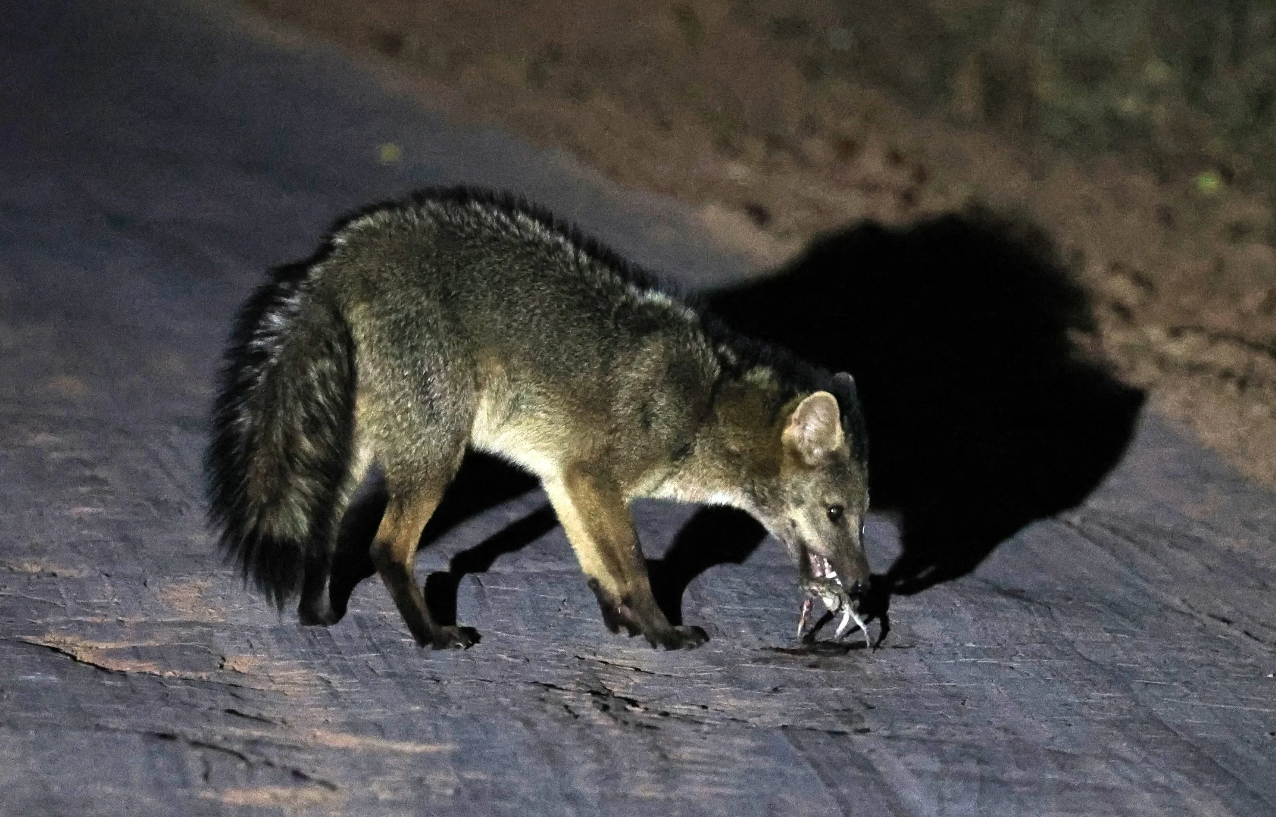 Crab-eating Fox (Cerdocyon thous) Agua Dulce Paraguay (16).jpg