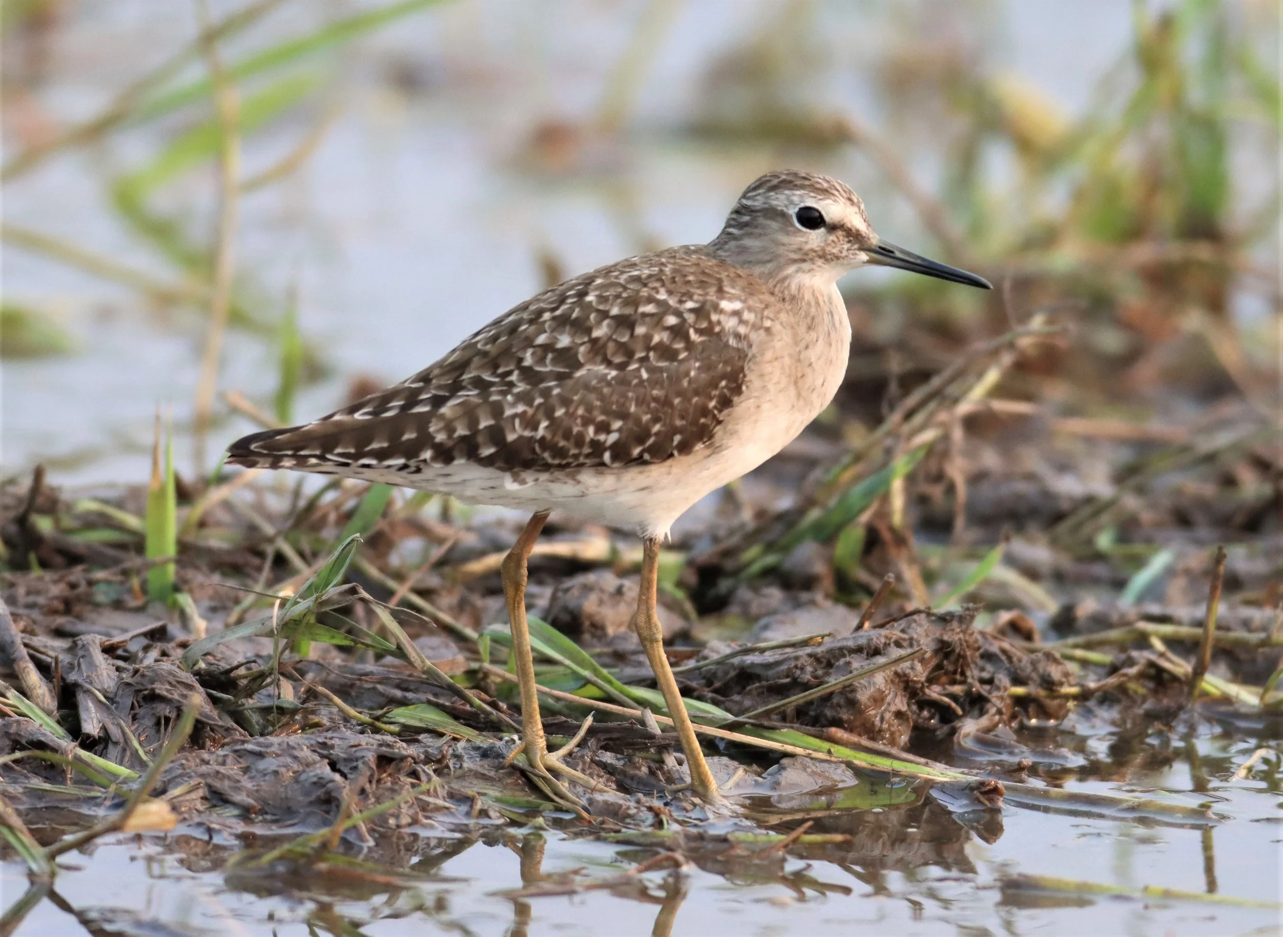 SANDPIPER - WOOD SANDPIPER - Tringa glareola - PATHUM THANI RICE RESEARCH CENTER (1).jpg
