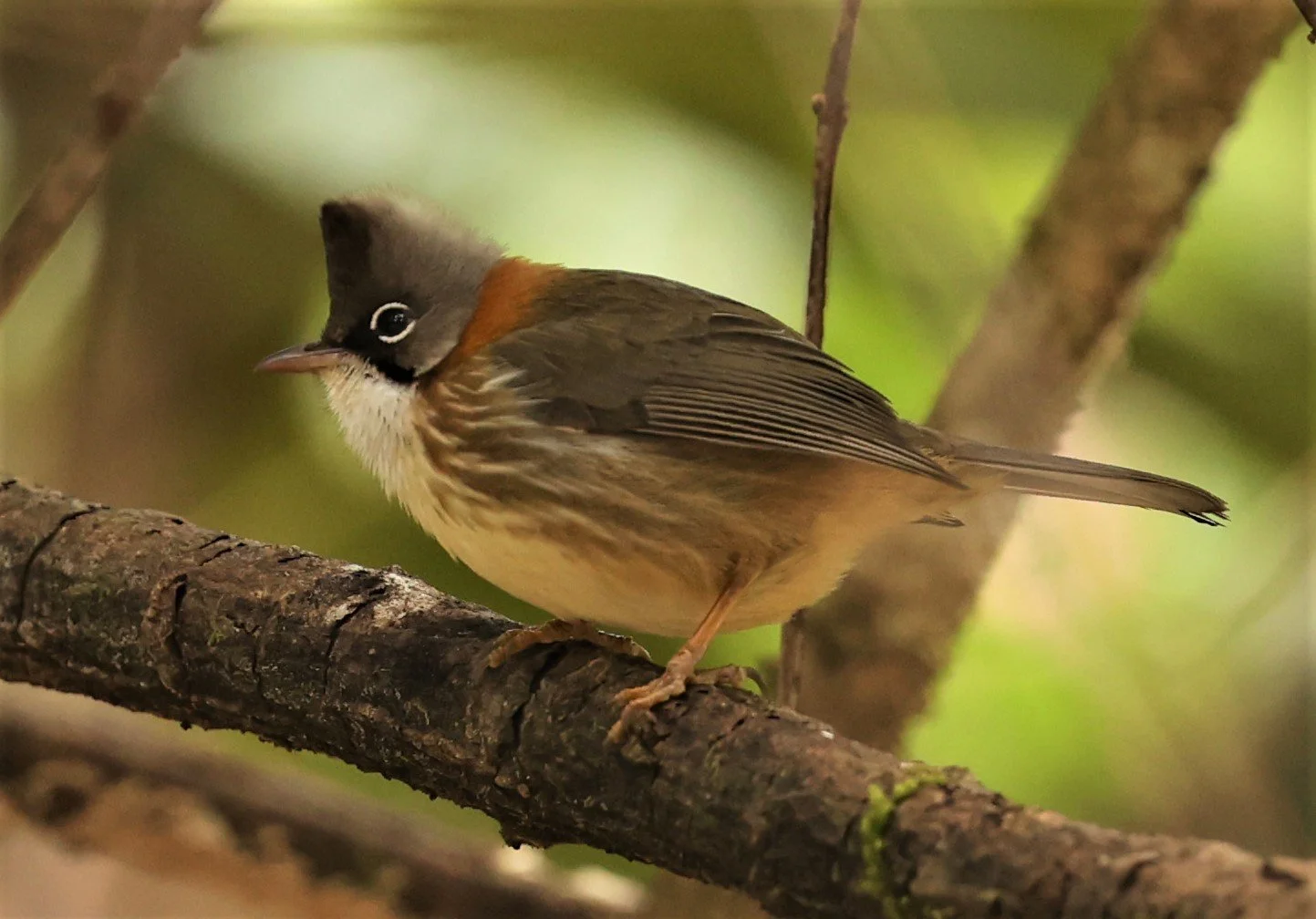 Whiskered Yuhina (Yuhina flavicollis) Doi Lan East, Doi Pha Hom Pok NP, Chiang Mai Thailand (14).jpg