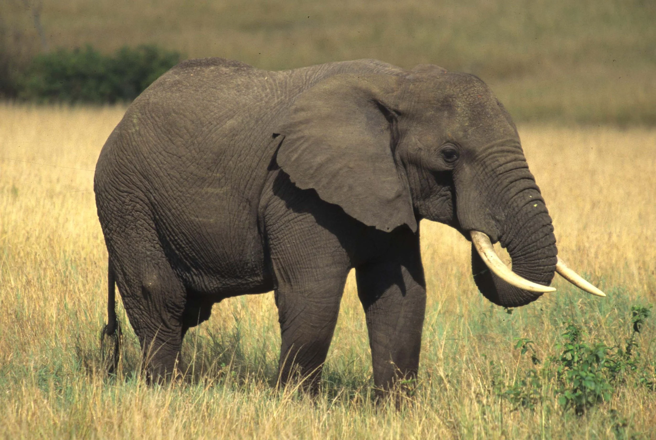 ELEPHANT - SERENGETI 14.jpg