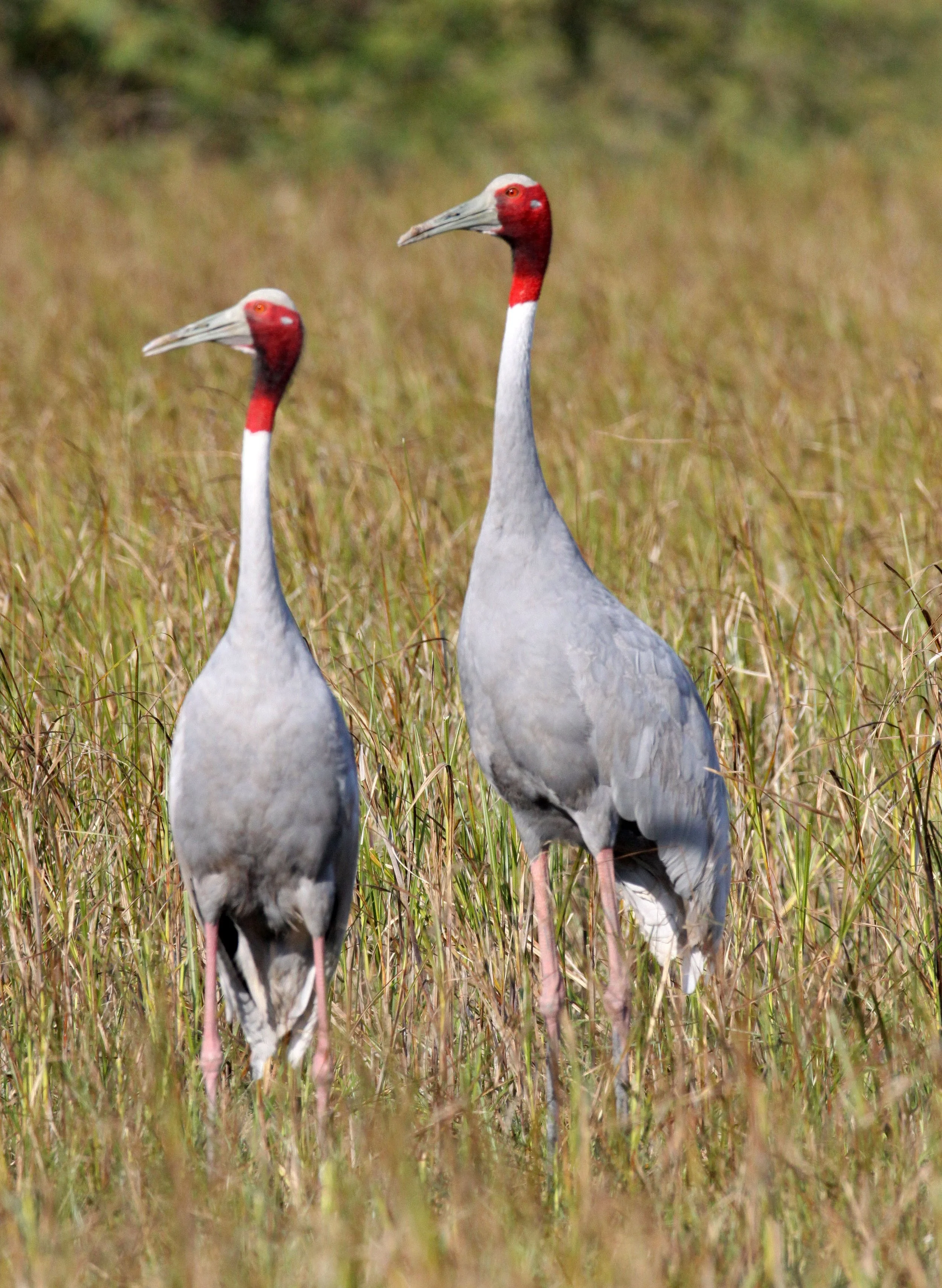Antigone antigone - SARUS CRANE - LITTLE RANN OF KUTCH INDIA (64).JPG