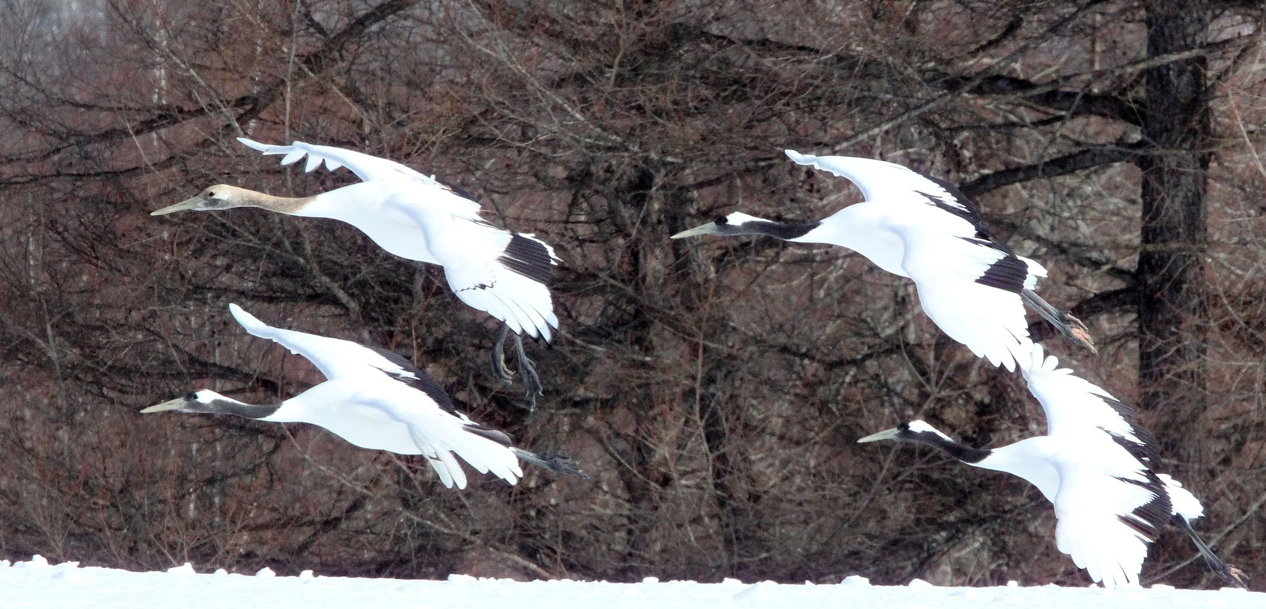 BIRD - CRANE - JAPANESE RED-CROWN CRANE - TSURUI CRANE CENTER - HOKKAIDO JAPAN (355).JPG