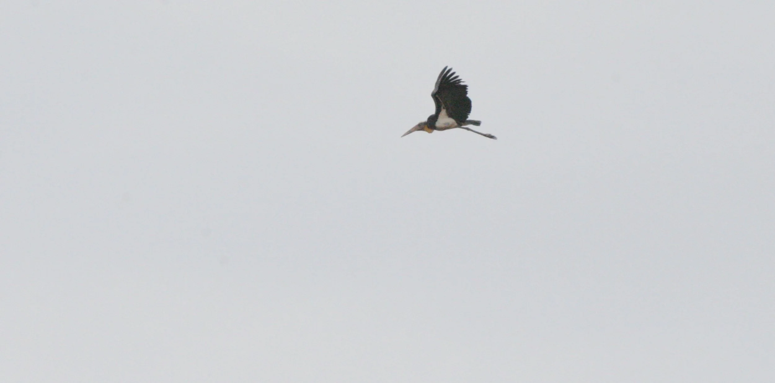 STORK - LESSER ADJUTANT STORK - Leptoptilos javanicus - KINABATANGAN RIVER BORNEO (8).JPG