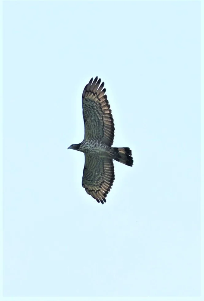 Oriental Honey Buzzard ( Pernis ptilorhynchus) HKK