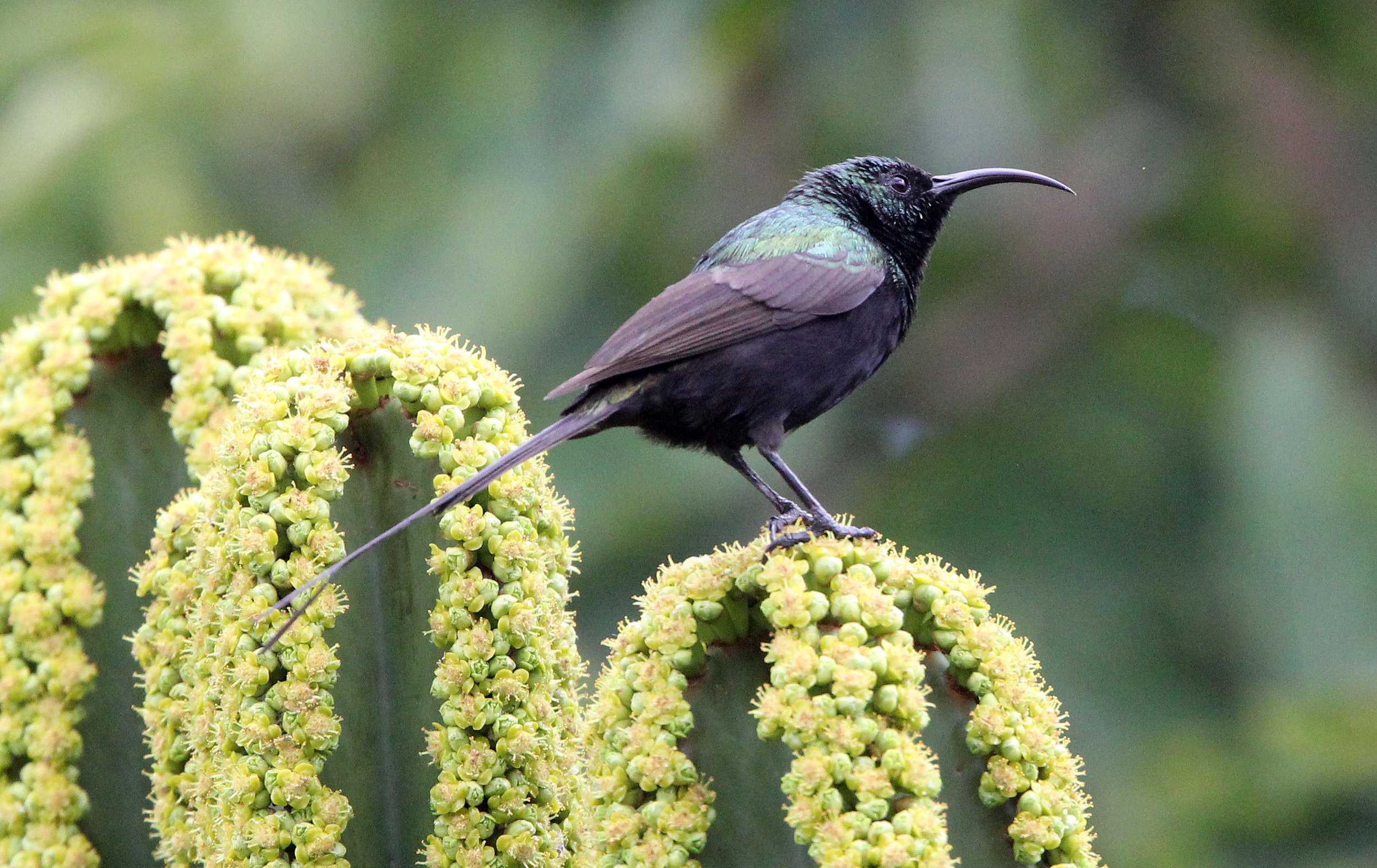 BIRD - SUNBIRD - BRONZE SUNBIRD - RUHENGERI RWANDA (1).JPG