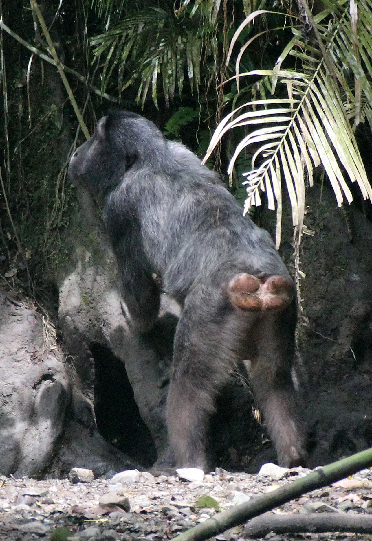 CERCOPITHECIDAE - Macaca hecki - HECK'S MACAQUE - NANTU NATIONAL NATURE RESERVE - SULAWESI INDONESIA (4).JPG