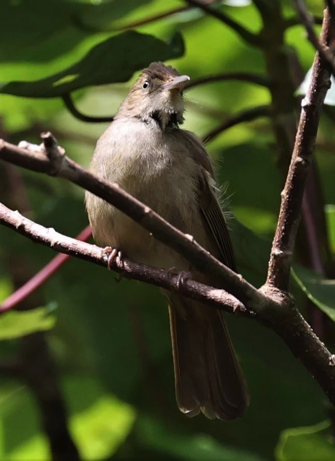 BULBUL - GREY-EYED BULBUL - Iole propinqua -  KAENG KRACHAN PHANOEN THUNG 26 NOV 2021 (5).jpg
