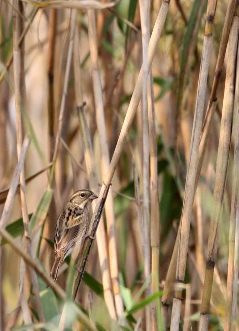 Black-faced Bunting (Emberiza spodocephala) Nankou Rudong China