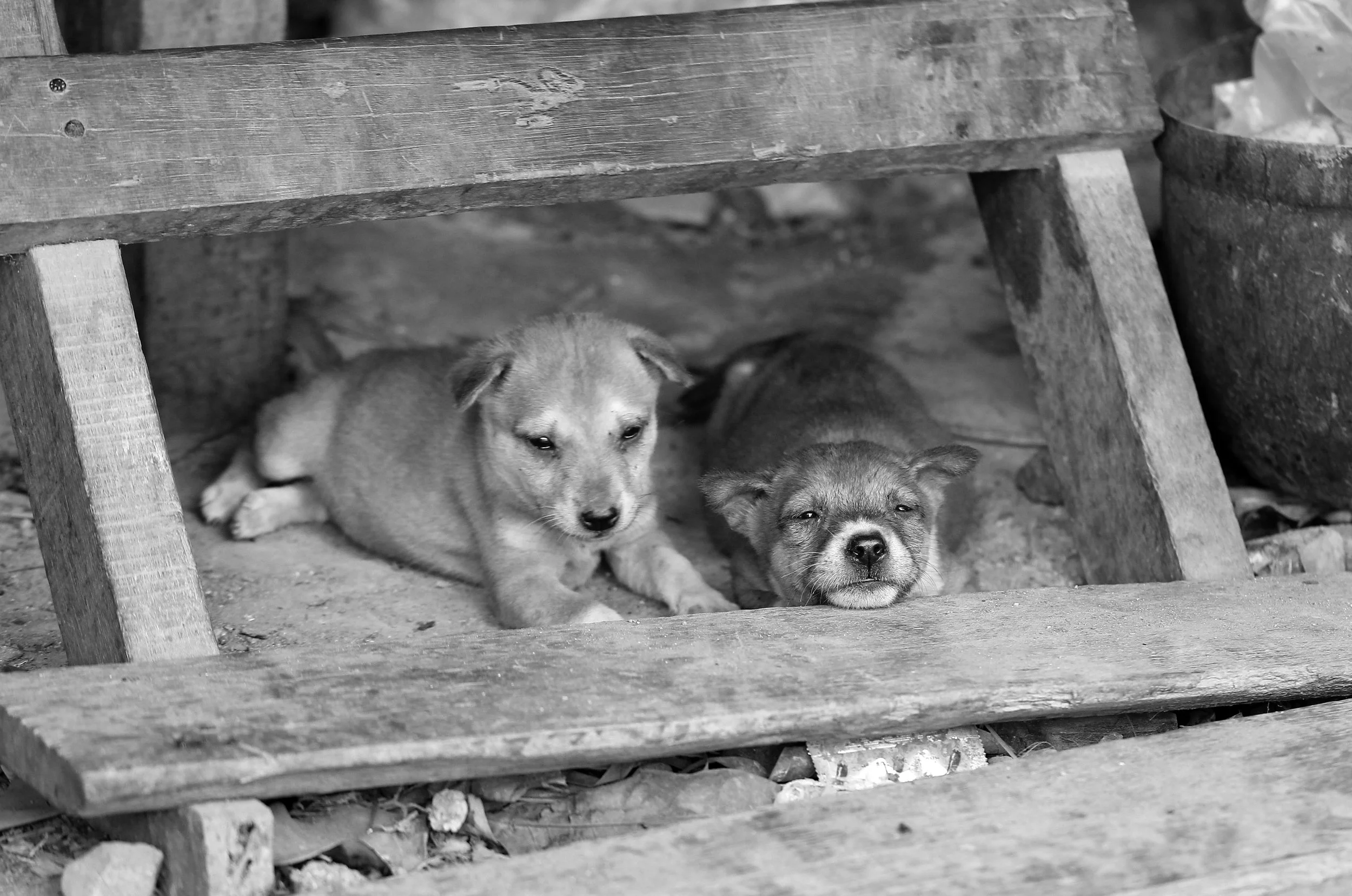 2015 Huai Mai Dee Huai Kha Khaeng Wildlife Refute (20).JPG