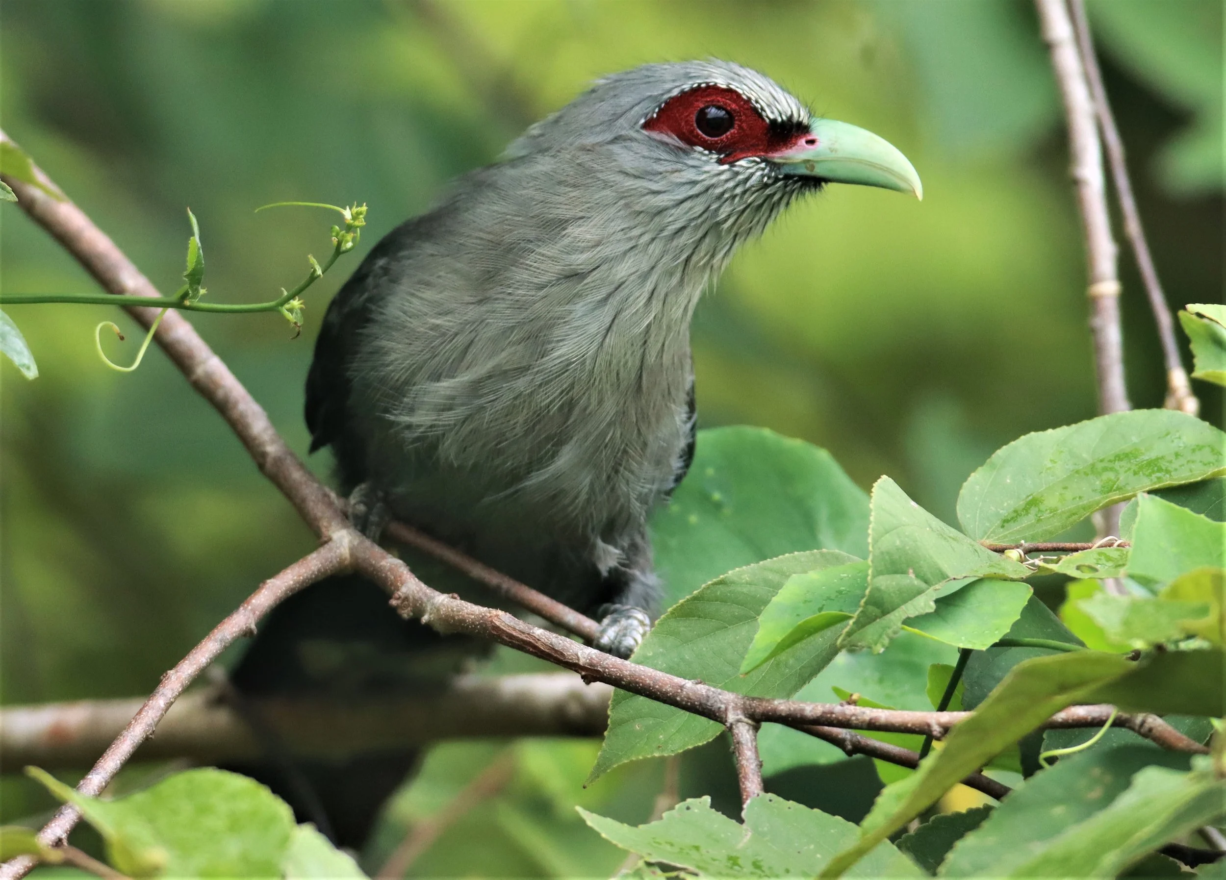 Green-billed Malkoha (Phaenicophaeus tristis) Nong Ya Plong Petchaburi Thailand (7).jpg