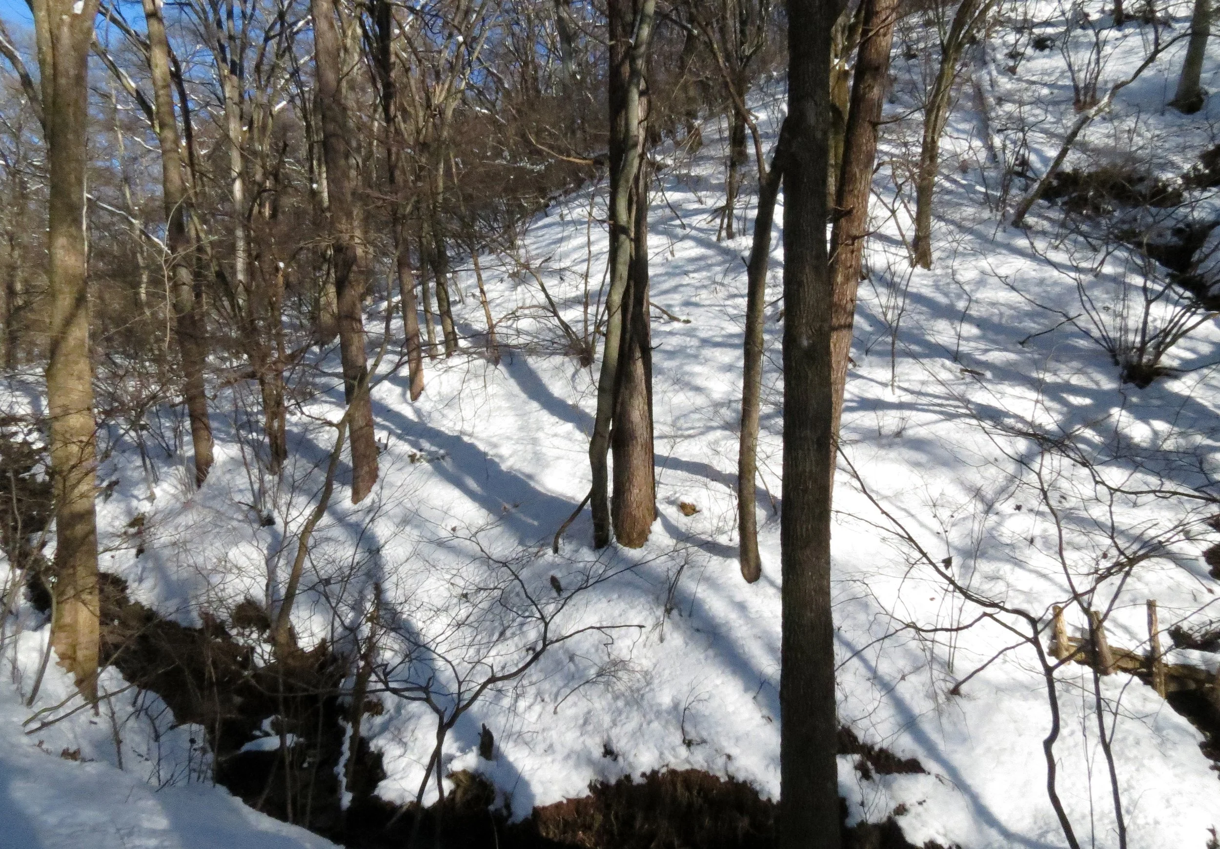 Karuizawa looking for Japanese Flying Squirrels