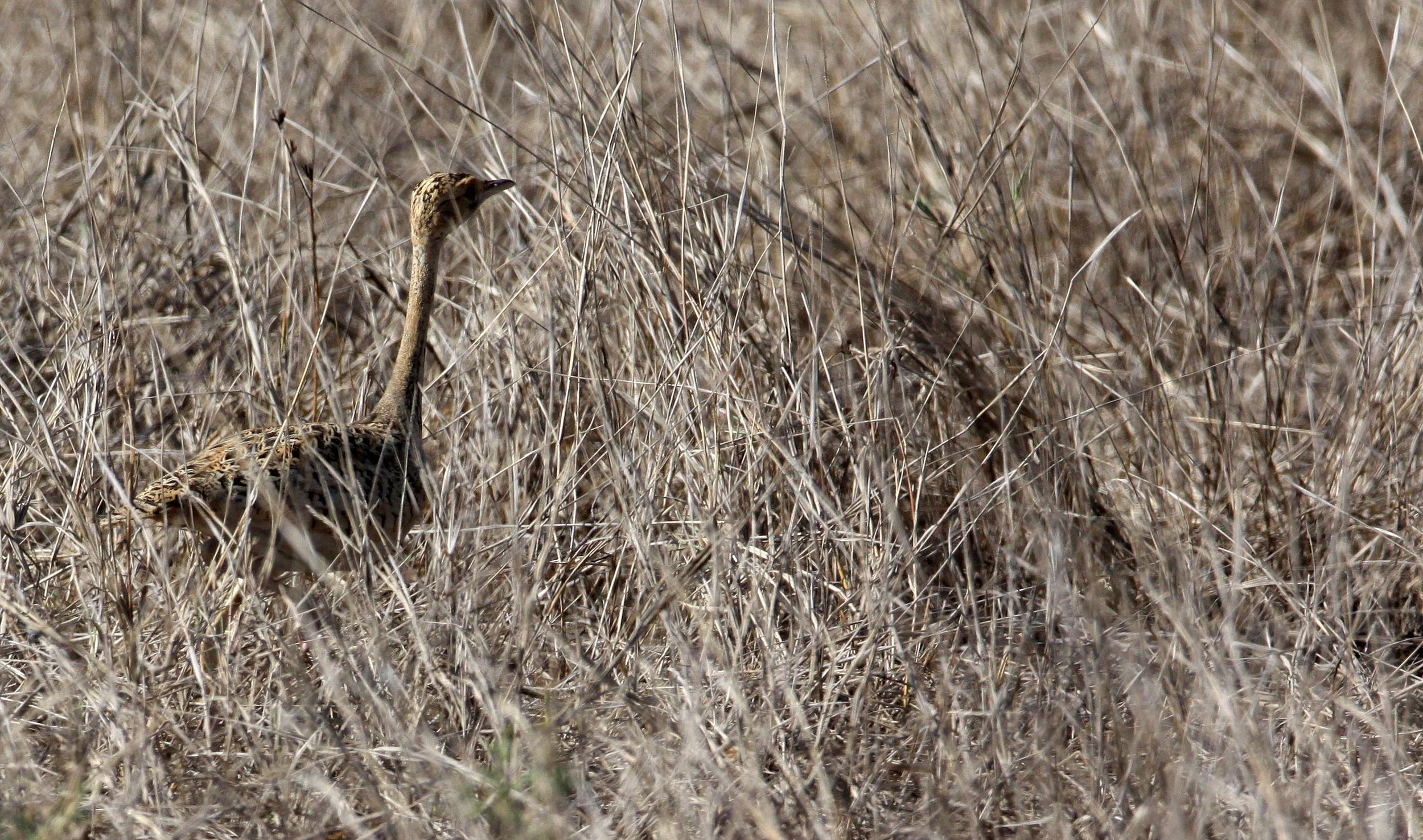 Lesser florican (Sypheotides indicus) Blackbuck NP, Gujarat India (3).JPG
