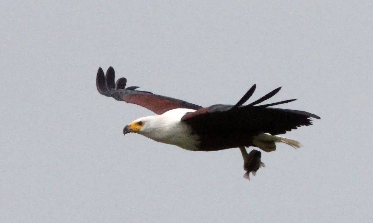 Haliaeetus vocifer - AFRICAN FISH EAGLE - MURCHISON FALLS NATIONAL PARK UGANDA (16).JPG