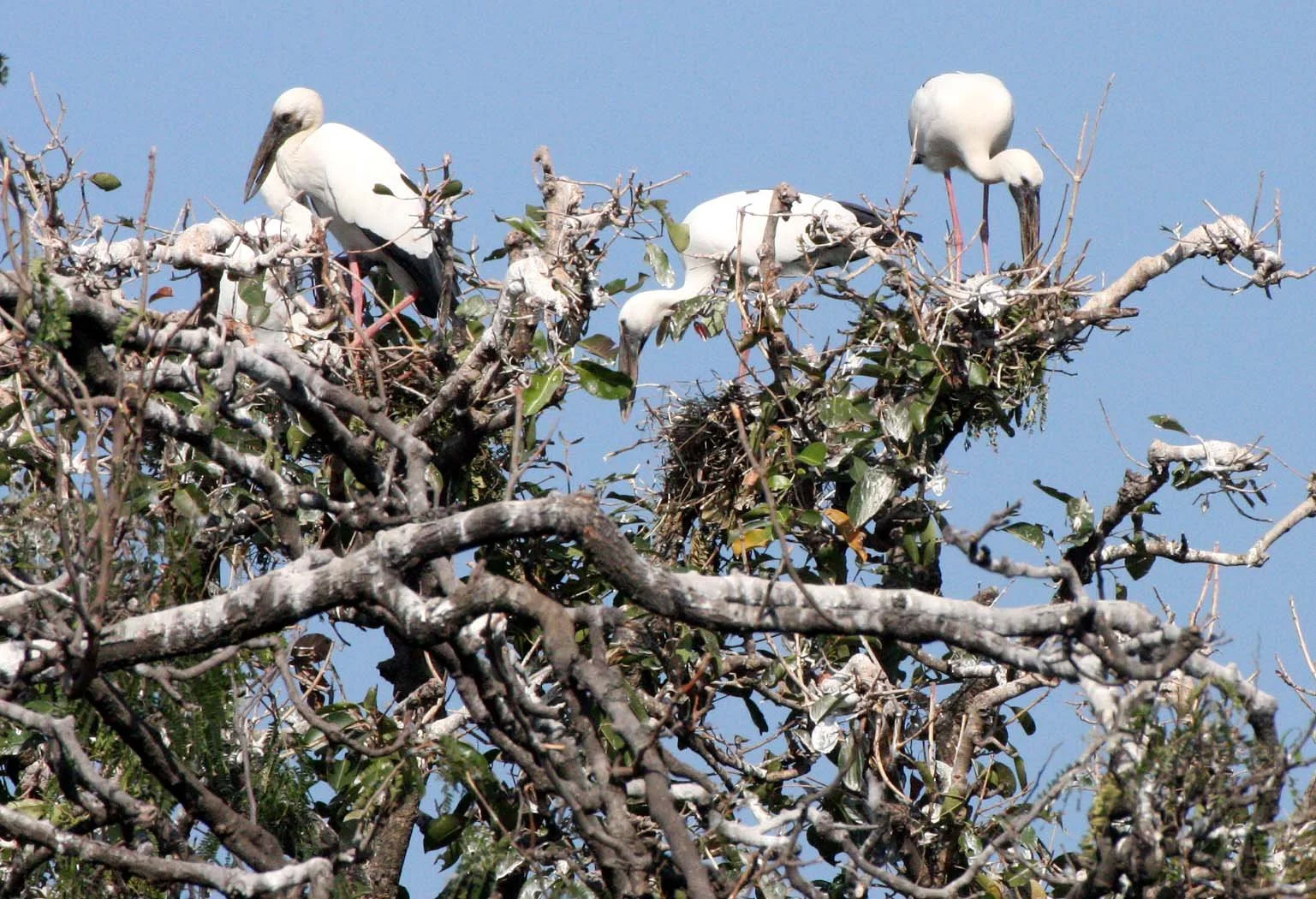 STORK - ASIAN OPENBILL - Anastomus oscitans - AYUDTHAYA THAILAND (5).JPG