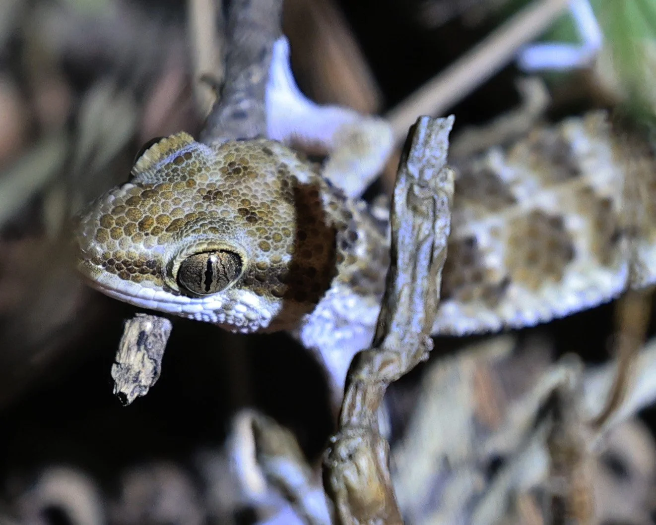 South American  Marked Gecko (Homonota fasciata) Parque Nacional Teniente Agripino Enciso