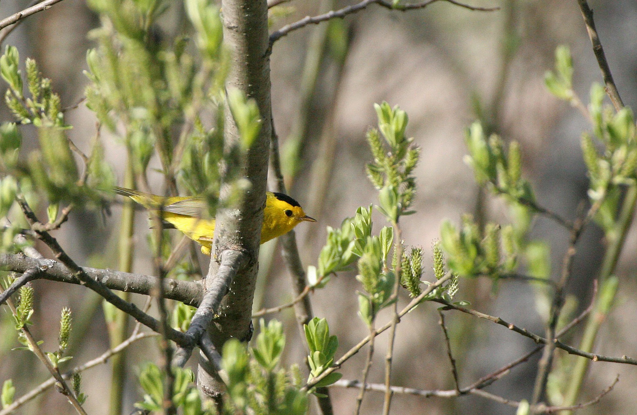 BIRD - WARBLER - WILSON'S WARBLER - WILSONIA PUSILLA - LAKE FARM WOODS WA (12).JPG