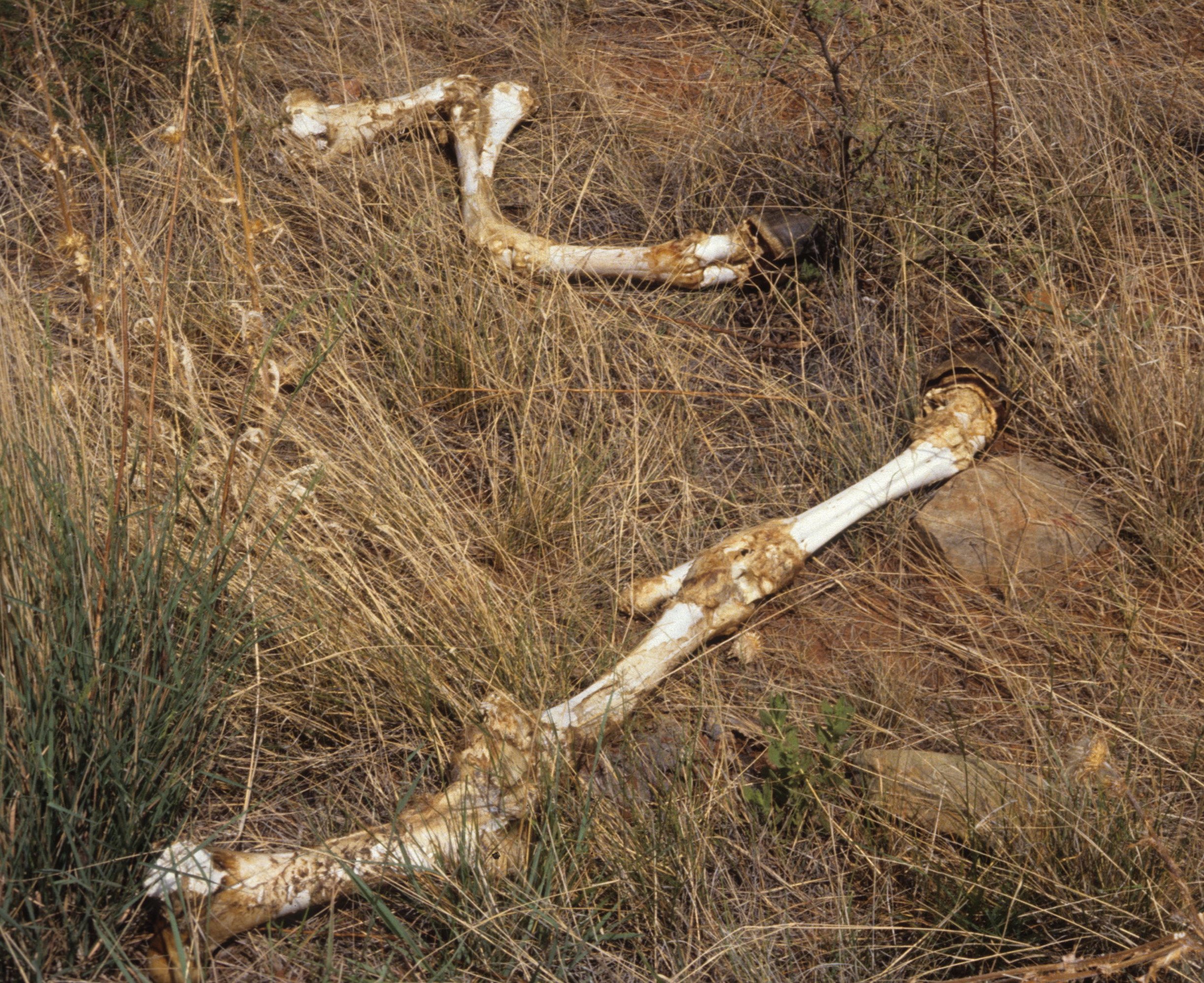ARIZONA - MADERA CANYON - DEAD HORSE.jpg
