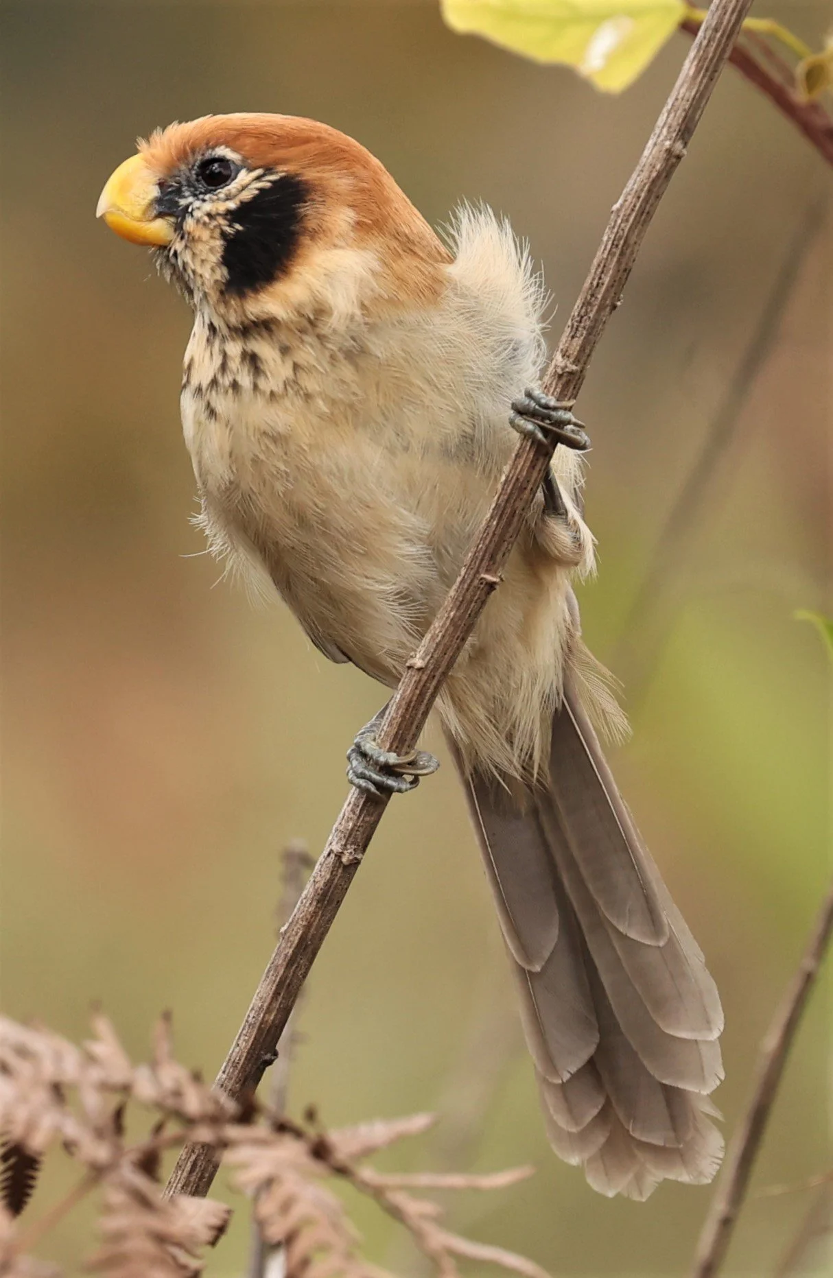PARROTBILL - SPOT-BREASTED PARROTBILL - Paradoxornis guttaticollis - DOI LANG WEST, DOI PHA HOM POK NP, CHIANG MAI DEC 2021 (93).jpg