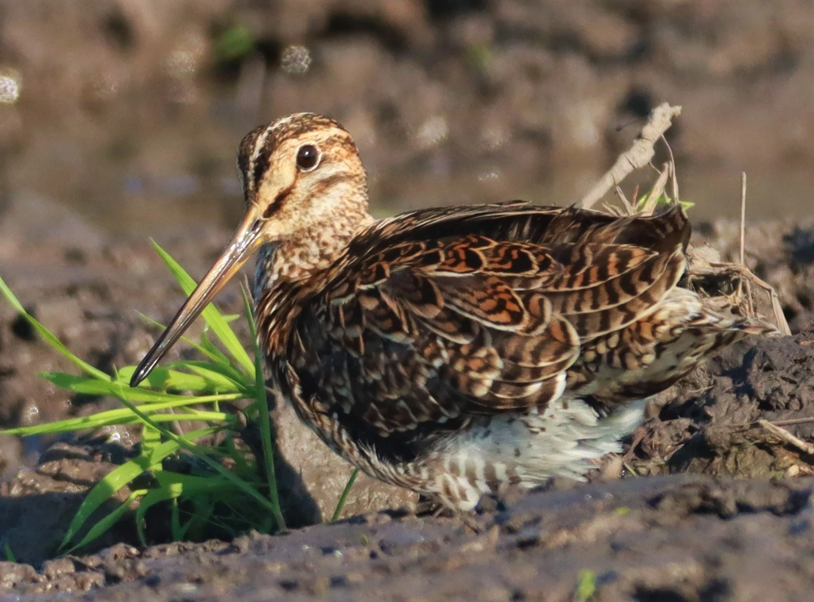 SNIPE - PINTAIL SNIPE - Gallinago stenura - PATHUM THANI RICE RESEARCH CENTER AUGUST 24 2021 (110).jpg