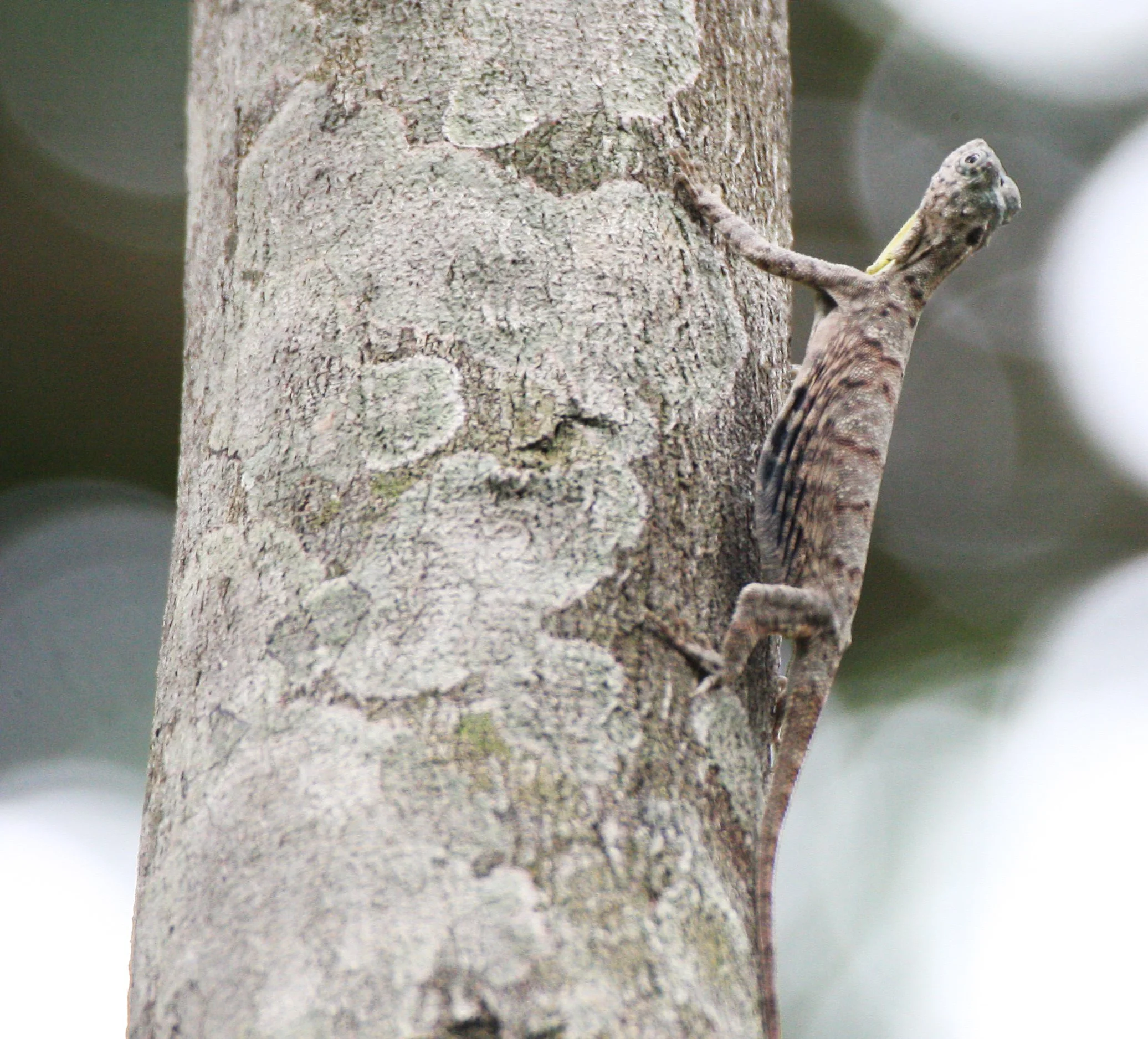 Draco sumatranus - COMMON GLIDING LIZARD - KOH LANTA THAILAND - SOM'S SHOTS (31).JPG
