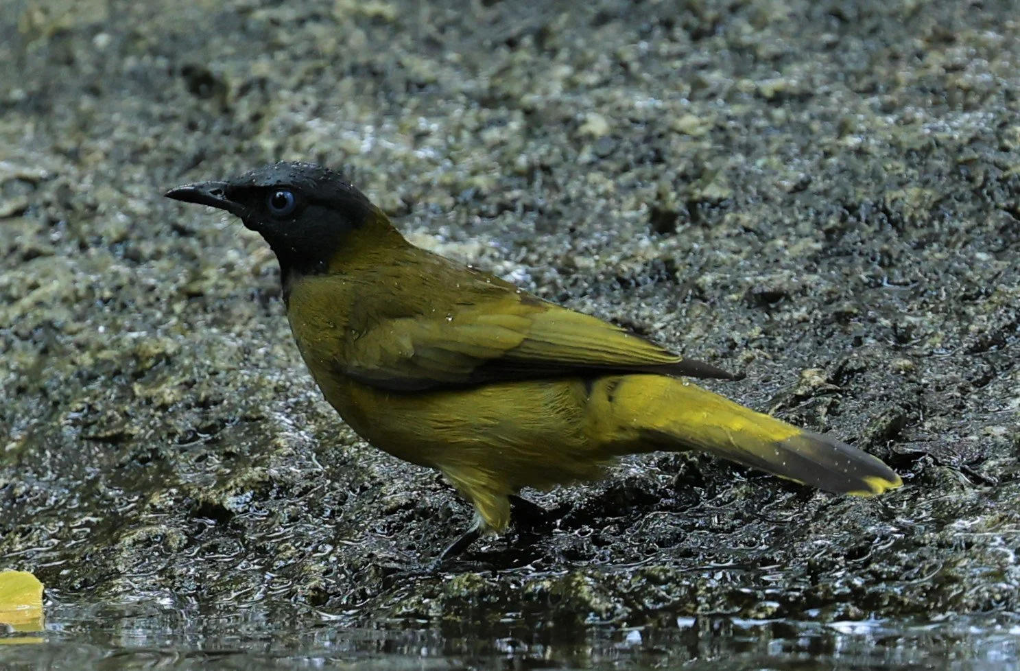 BULBUL - BLACK HEADED BULBUL - Pycnonotus atriceps - WAT THAM PRATHUM CHONBURI JAN 30 2022 (10).jpg
