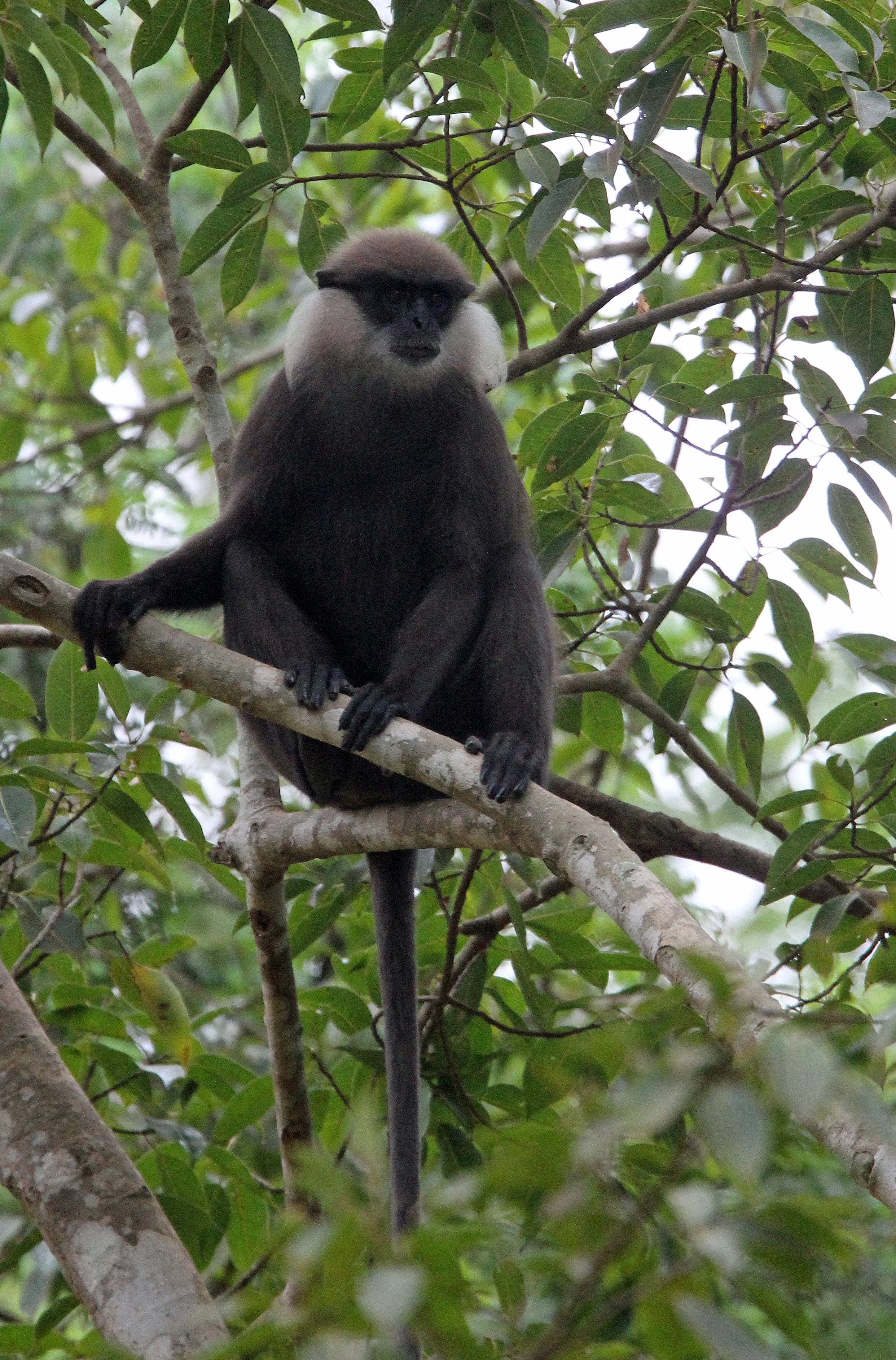 CERCOPITHECIDAE - Semnopithecus vetulus philbricki - DRY ZONE PURPLE-FACED LEAF MONKEY - SRIGIRIYA FOREST SRI LANKA (17).JPG