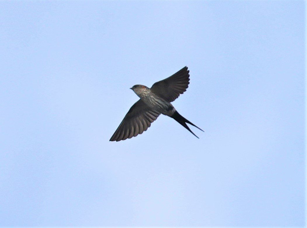 Streak-throated Swallow (Petrochelidon fluvicola) Doi Ang Khang Chiang Mai (1).jpg