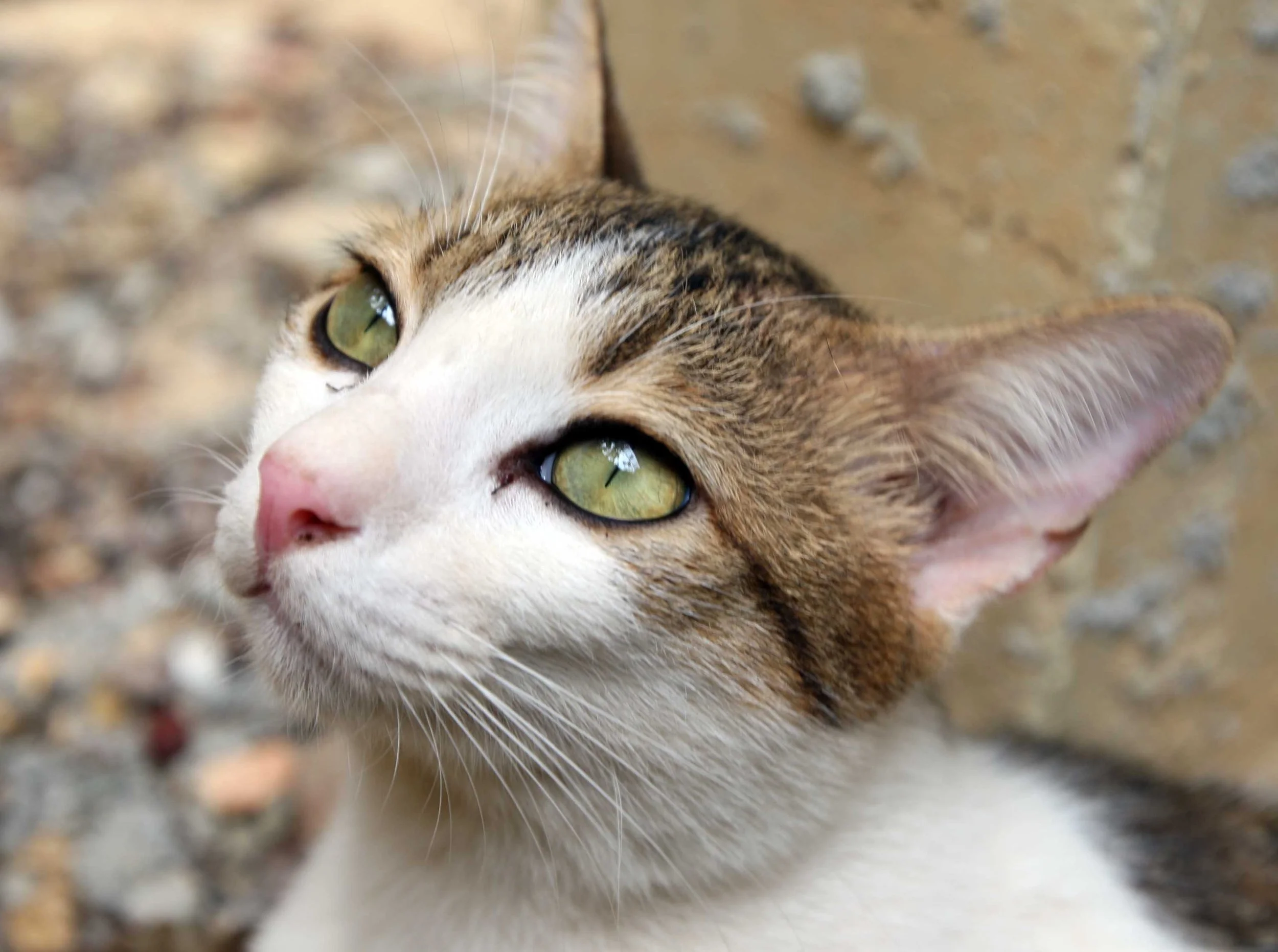 2015 Koh Lanta Songkran with friends from ISB (66).JPG