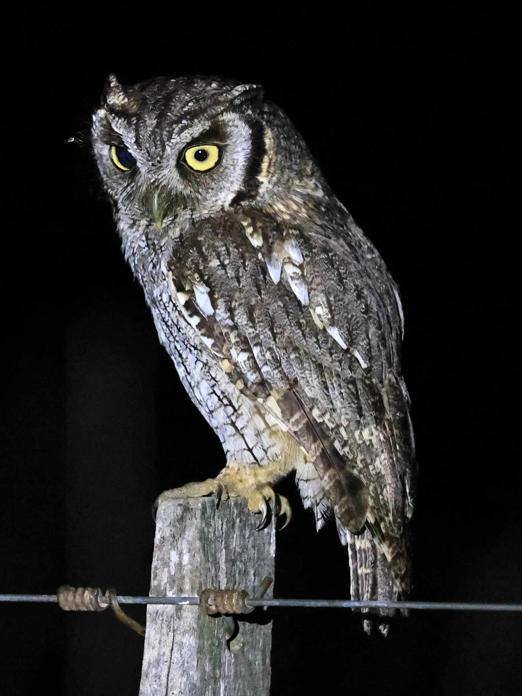 Tropical Screech-Owl (Megascops choliba) Hotel Campestre Iparoma Paraguay (29).jpg