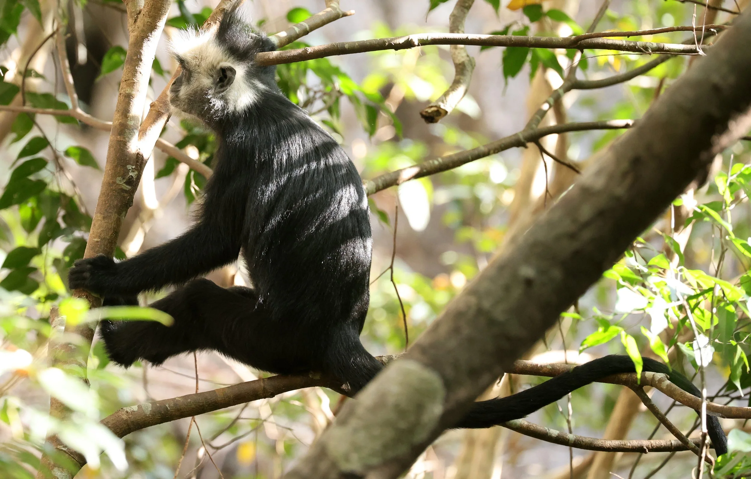 Laotian Langur or White-browed Black Langur (Trachypithecus laotum) The Rock Viewpoint, Khammouane Province Laos (62).jpg