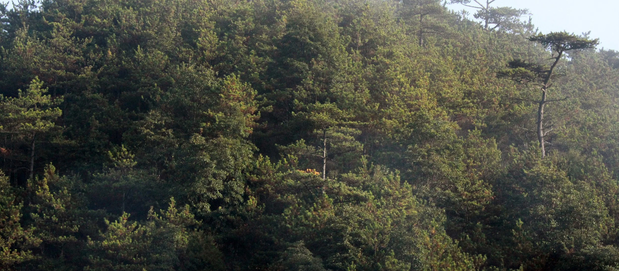 MEIHUASHAN - FUJIAN CHINA (77).JPG