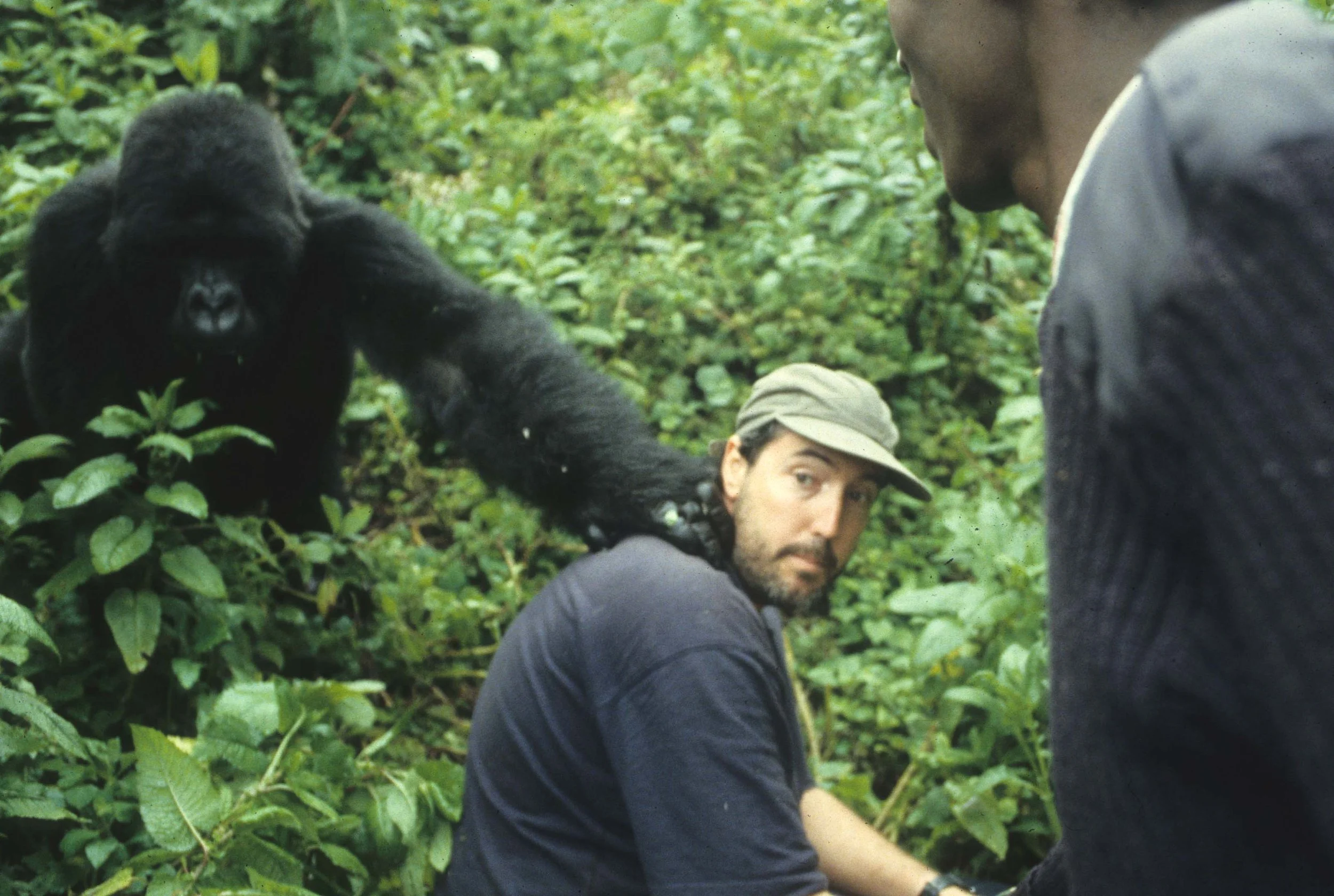 PRIMATE - GORILLA - ME (8).jpg