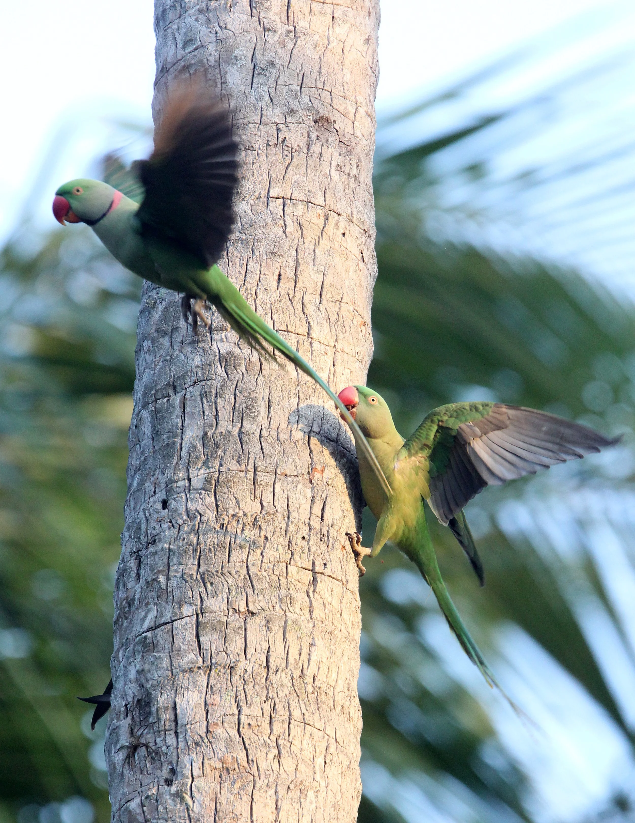 BIRD - PARAKEET - ALEXANDRINE PARAKEET - NIGAMBU FOREST AREA SRI LANKA (26).JPG
