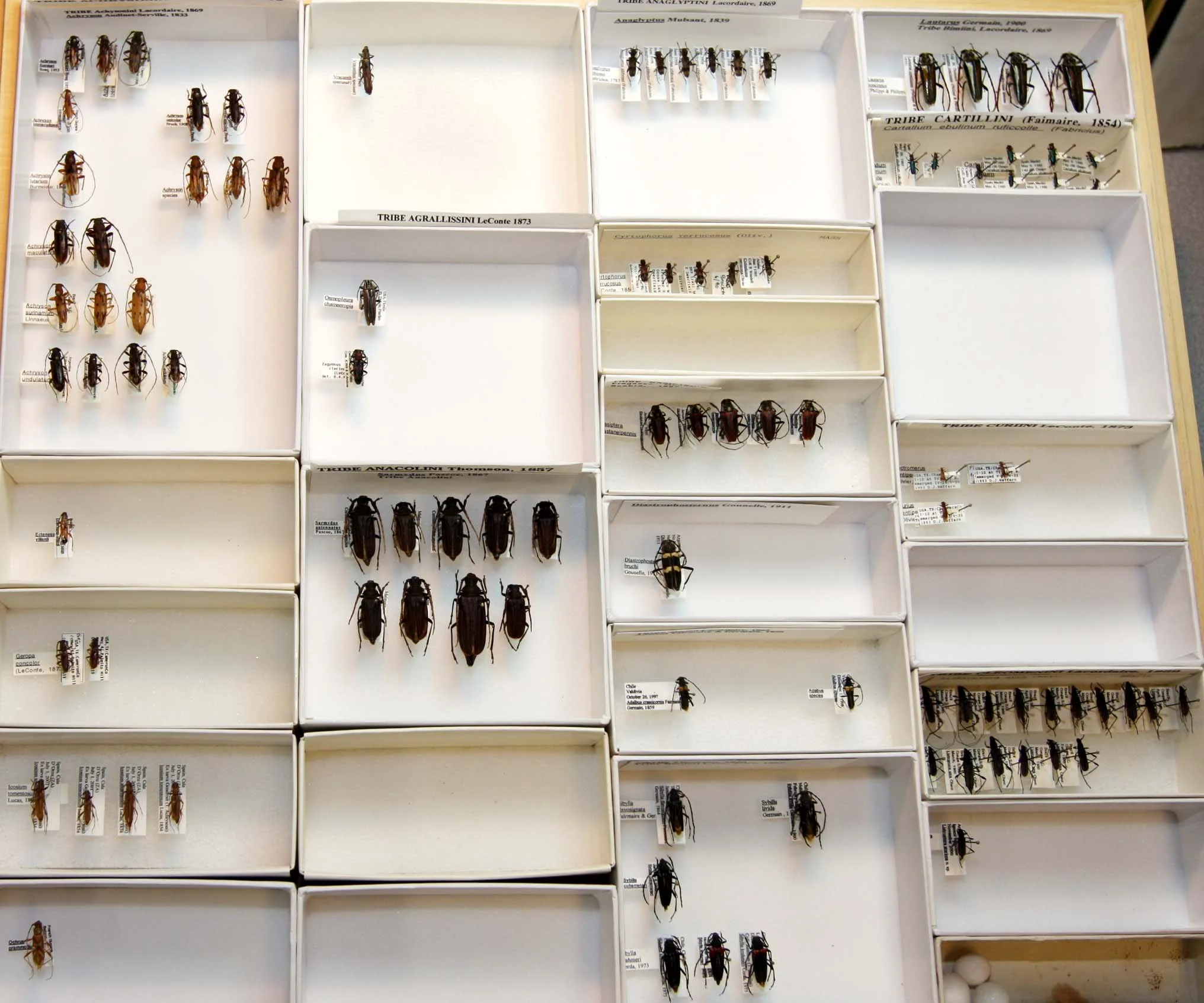 2 Cerambycinae - Achrysonini - Cleomenini.JPG