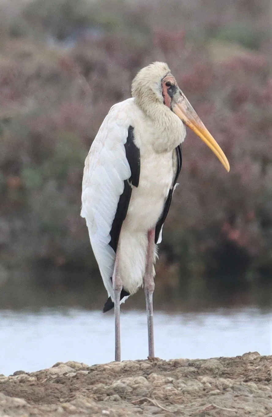 STORK - MILKY STORK - Mycteria cinerea - KHLONG TAMRU CHONBURI (19).jpg