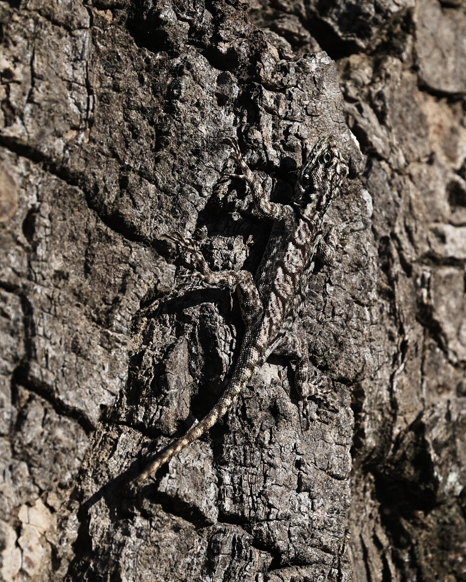 Spiny Lava Lizard (Tropidurus spinulosus) Fortin Toledo Paraguay 