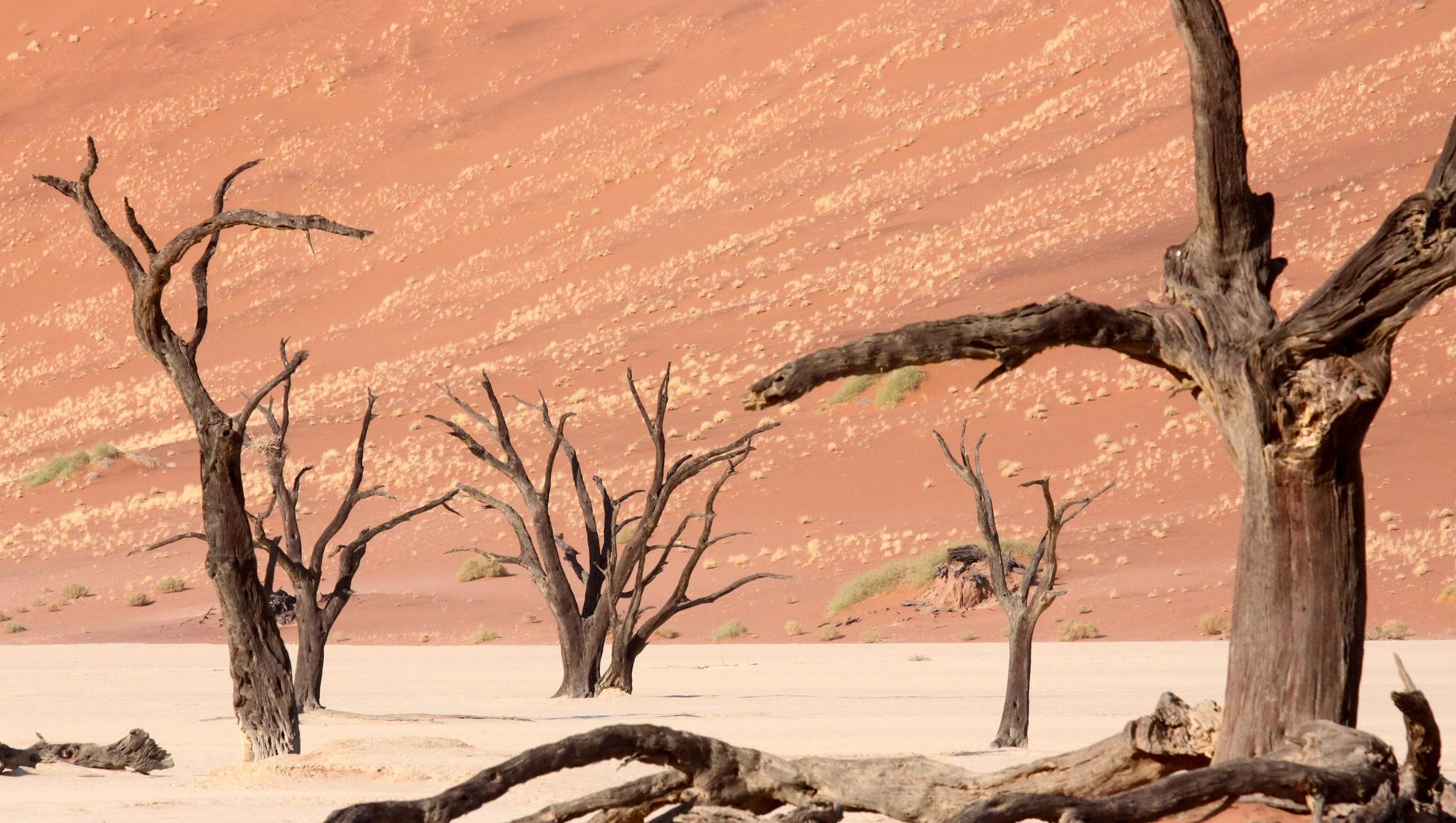 SOSSUSVLEI, NAMIB NAUKLUFT NATIONAL PARK, NAMIBIA - DEAD VLEI (55).JPG