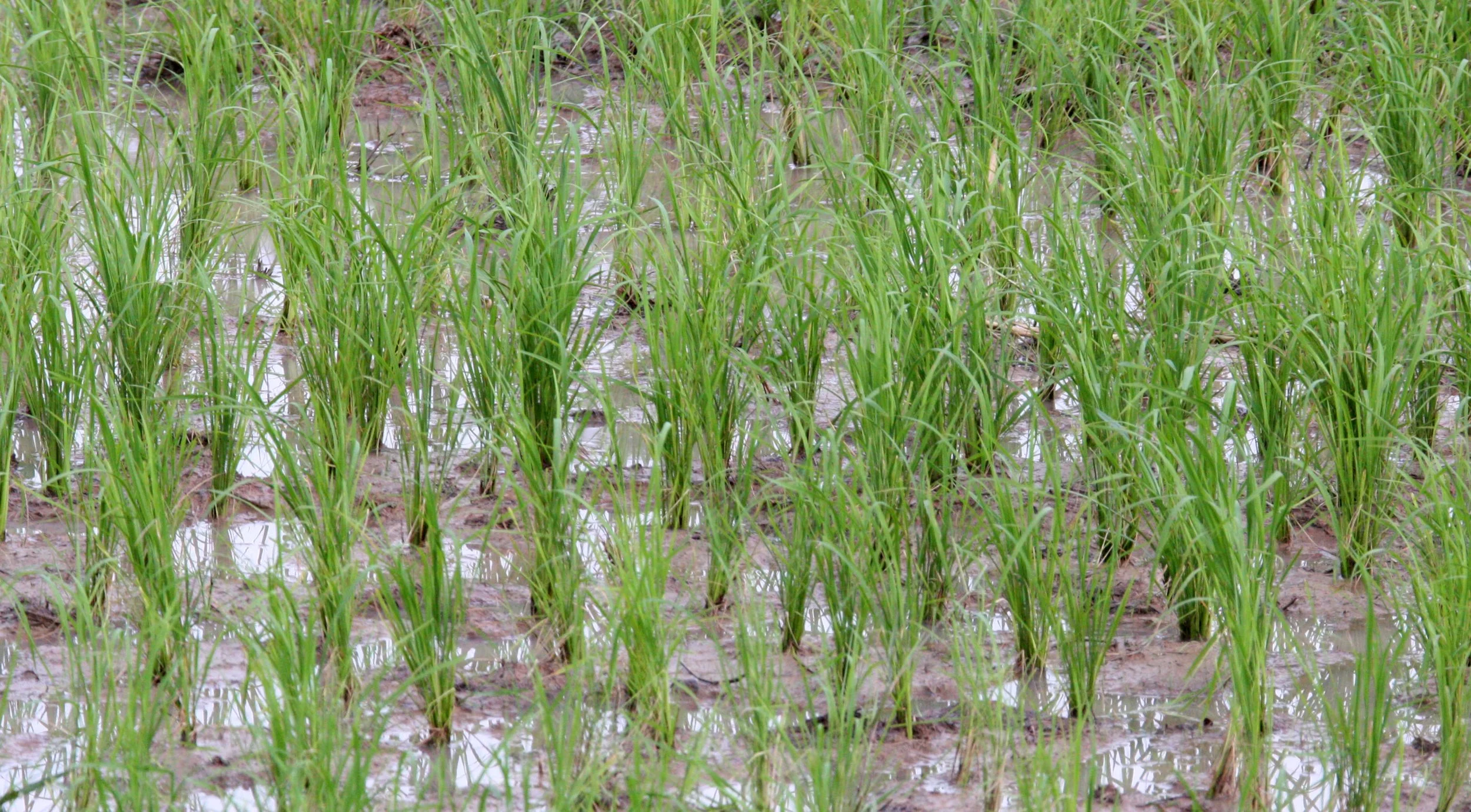 KOH KER - COUNTRYSIDE ON THE WAT TO - CAMBODIA (5).JPG