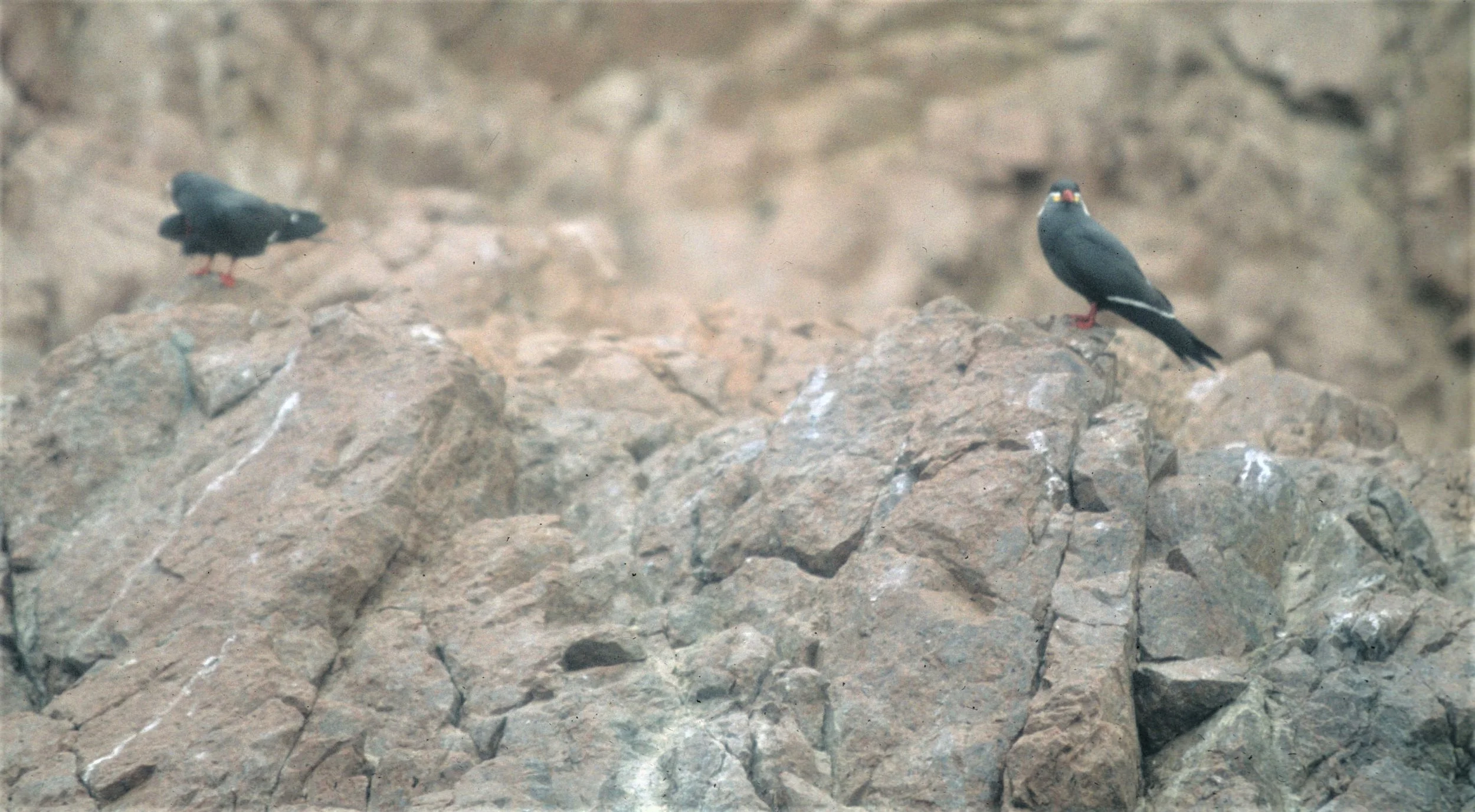BIRD - TERN - INCA - PARACAS C.jpg