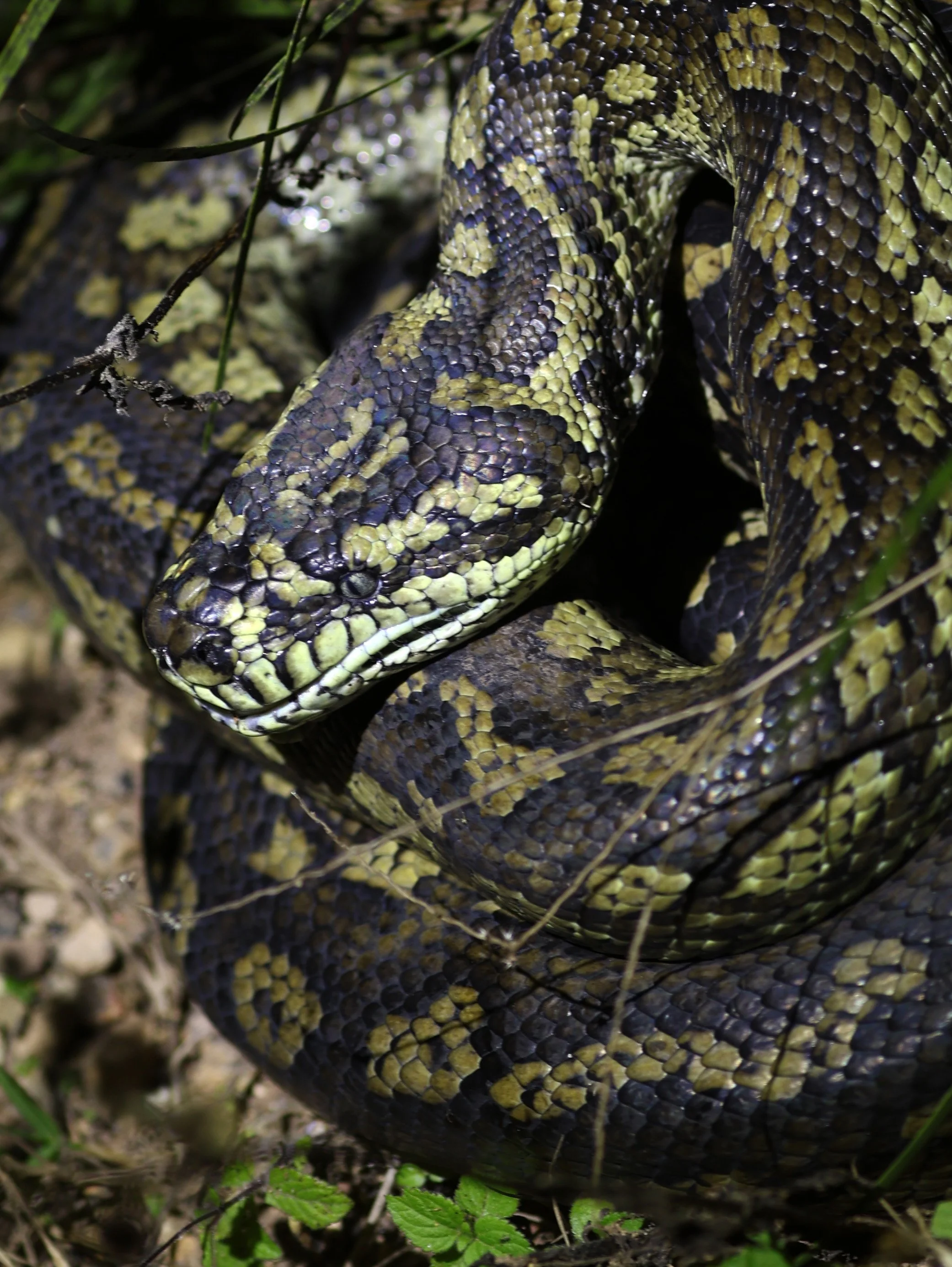 Carpet Python (Morelia spilota) Mount Hypipamee Crater NP & Vicinity - Queensland (18).jpg
