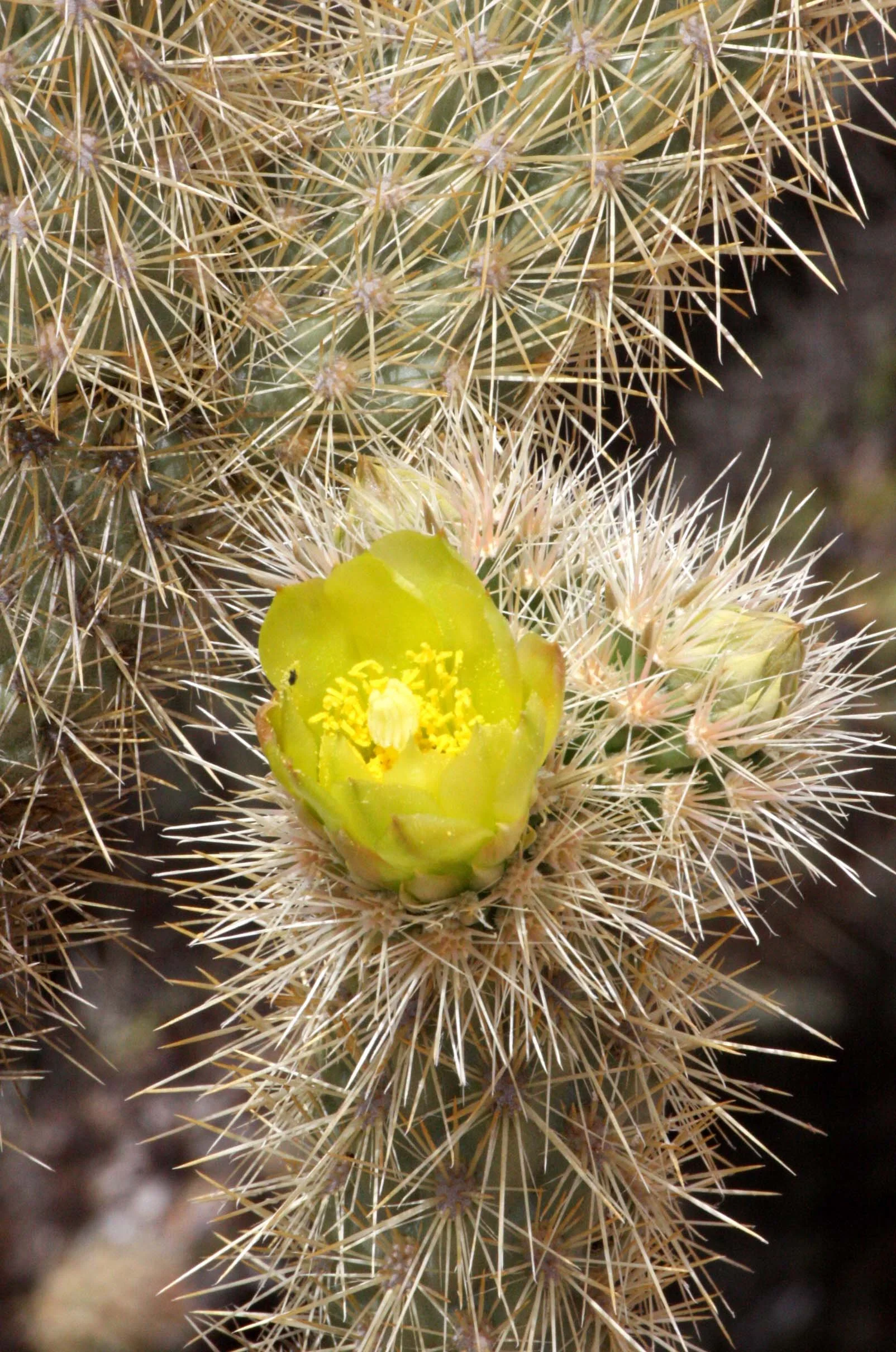 CACTACEAE - OPUNTIA INVICTA - CHOLLA - CASA RATA - DESIERTO BAHIA DE LOS ANGELES BAJA MEXICO.JPG