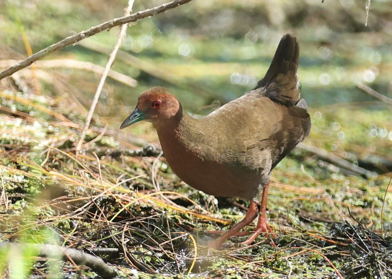 Ruddy-breasted Crake (Porzana fusca) Khao Sam Roi Yod NP Thailand (17).jpg