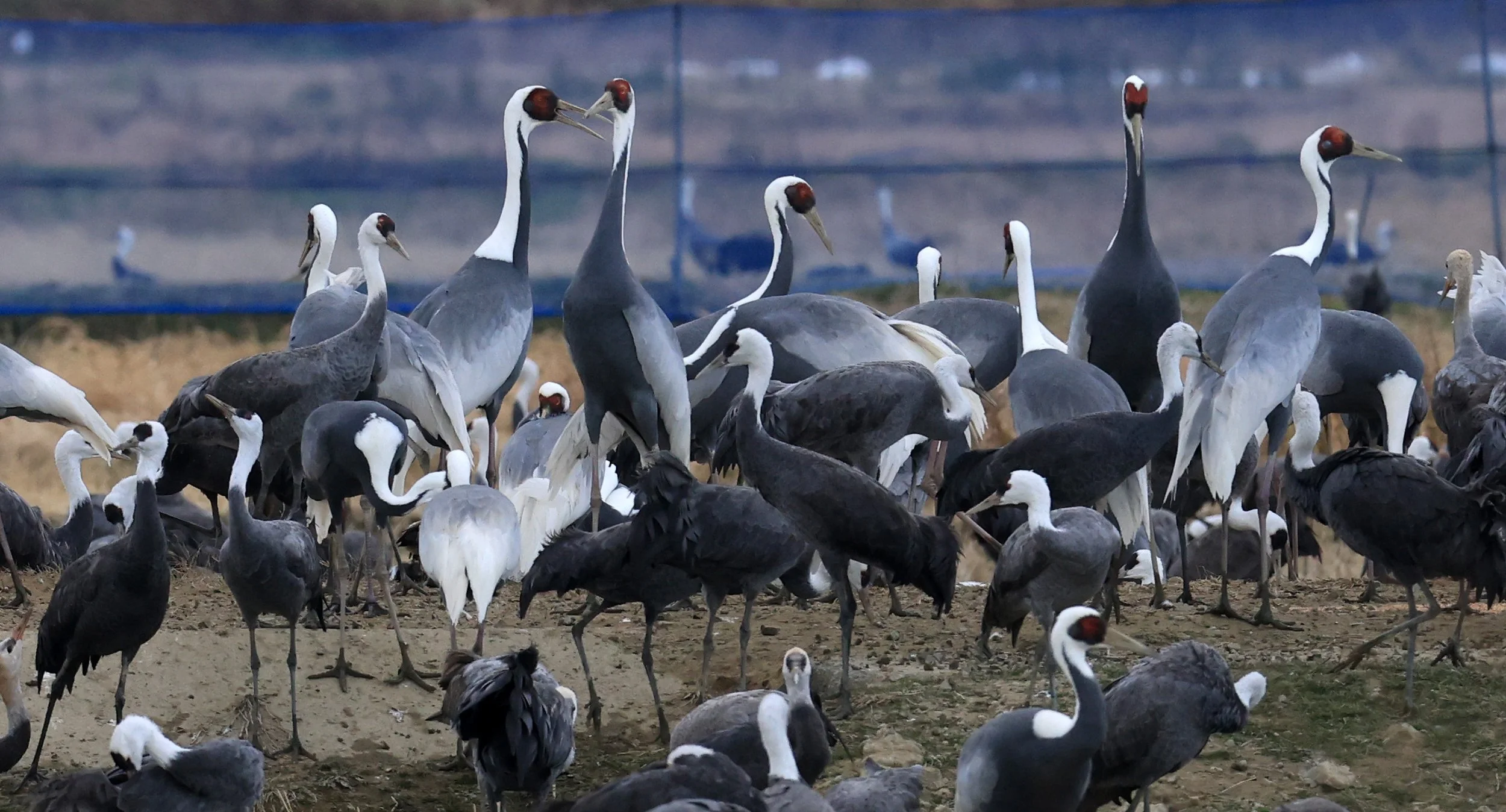 White-naped Crane (Antigone vipio) Izumi Crane Park & Center, Izumi Kagoshima Kyushu Japan (180).jpg