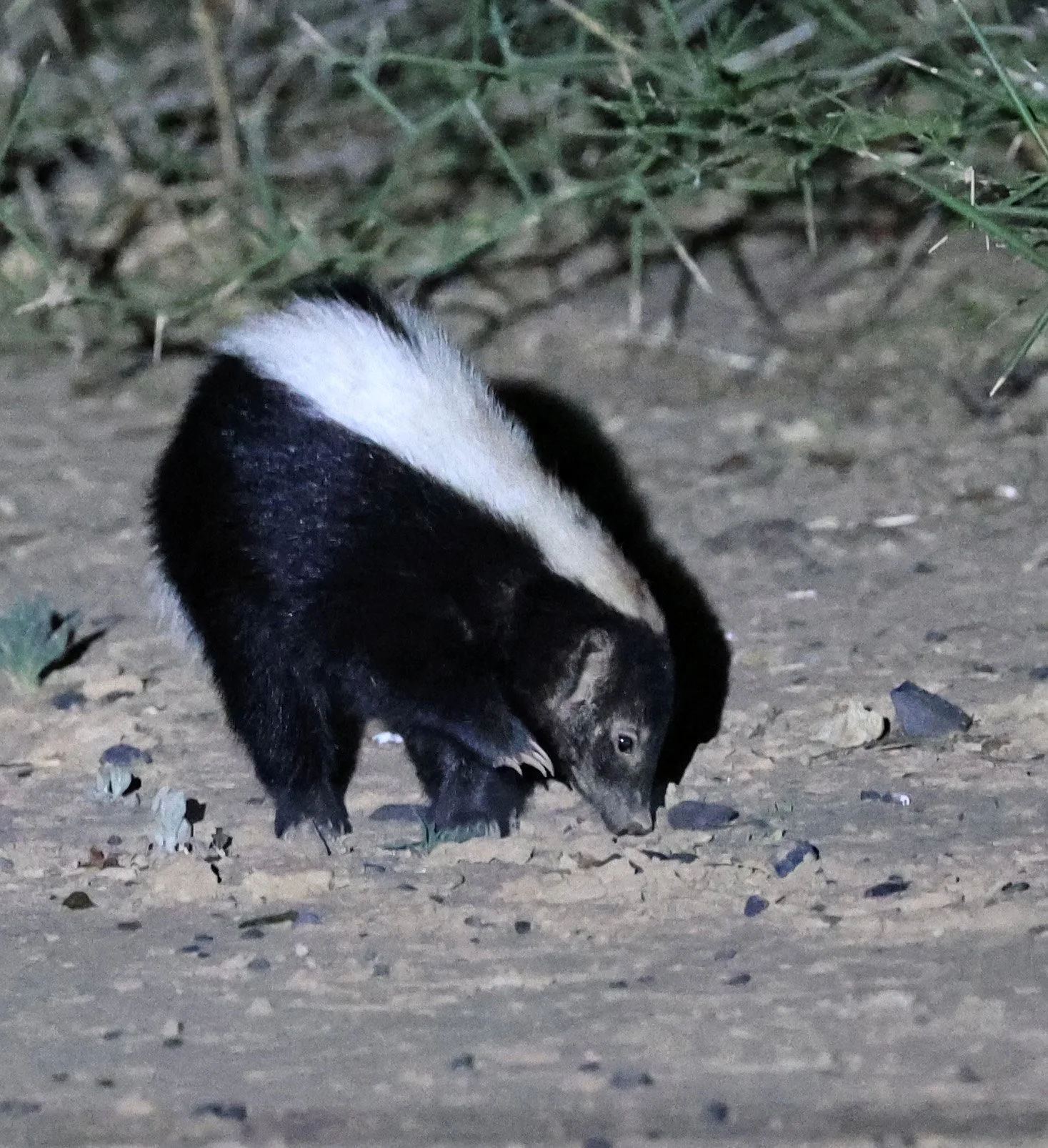 Molina's Hog-nosed Skunk (Conepatus chinga) Estancia Campo'í Paraguay (163).jpg