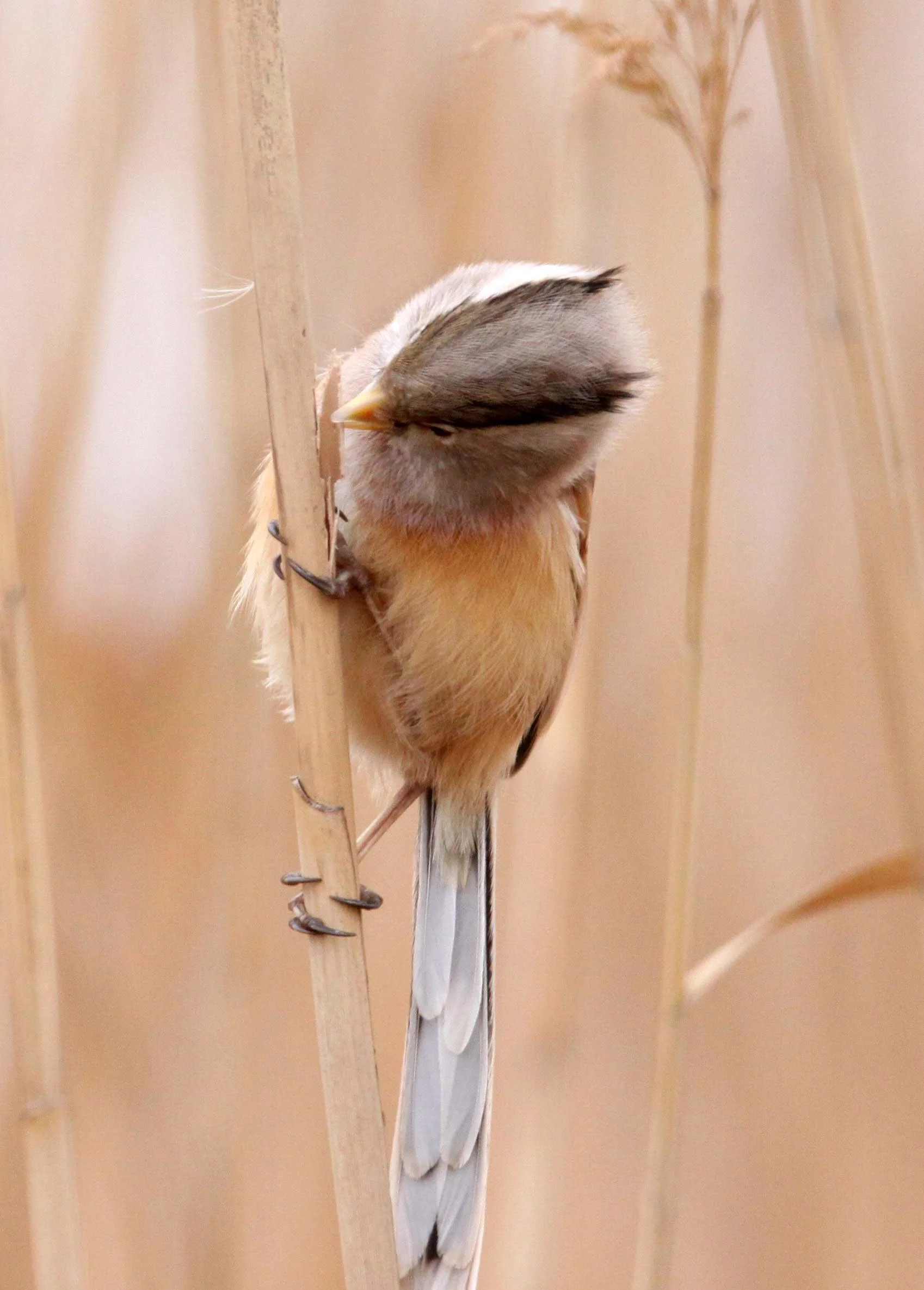 BIRD - PARROTBILL - REED PARROTBILL - YANCHENG CHINA (20).JPG