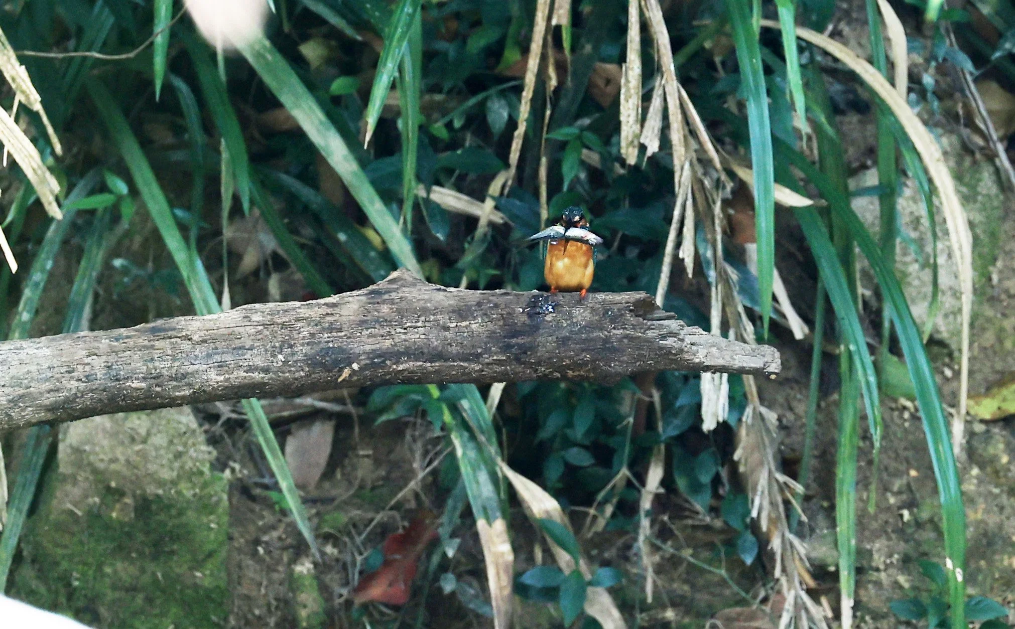 Blue-eared Kingfisher (Alcedo meninting) Khao Yai National Park Feb 2026 Day 3 (5).jpg
