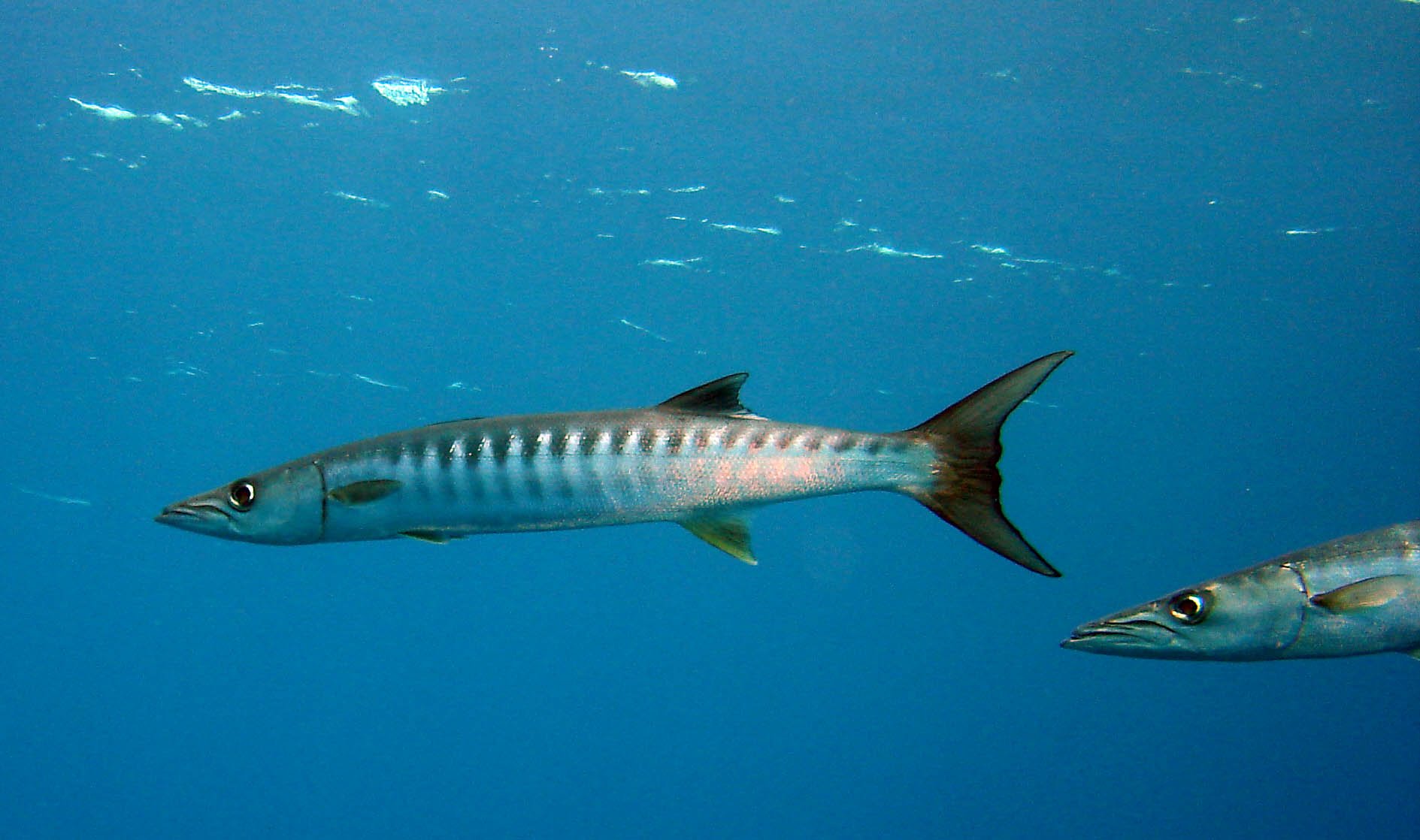 Sphyraenidae - Sphyraena jello - Picklehandle Barracuda - Similans Thailand (6).JPG